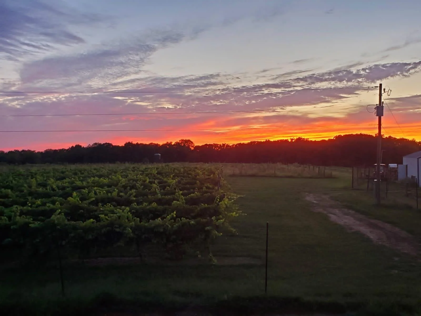 Sunset Vignoles.jpeg