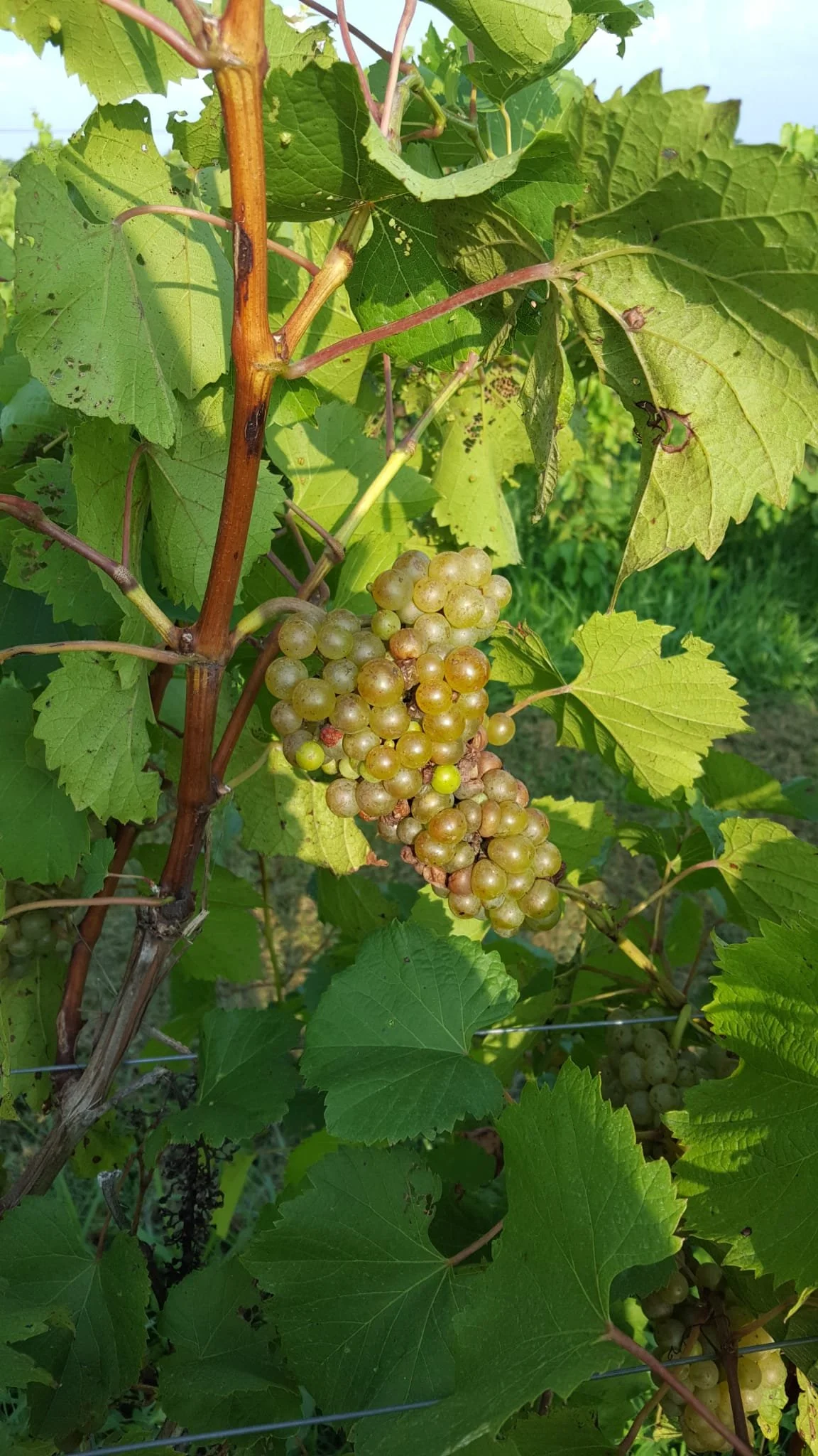 Vignole Cluster.jpeg