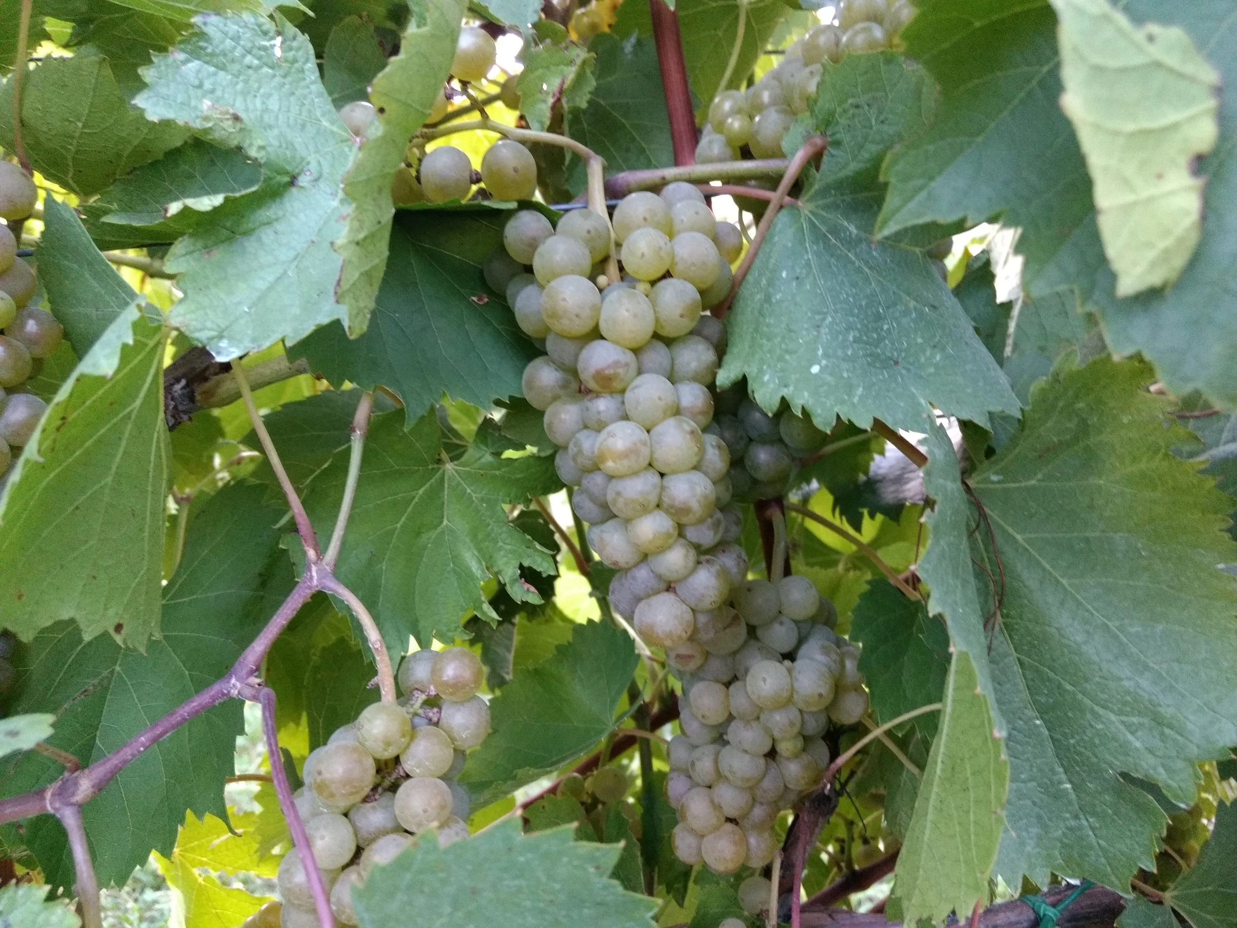 Grape Cluster.jpg