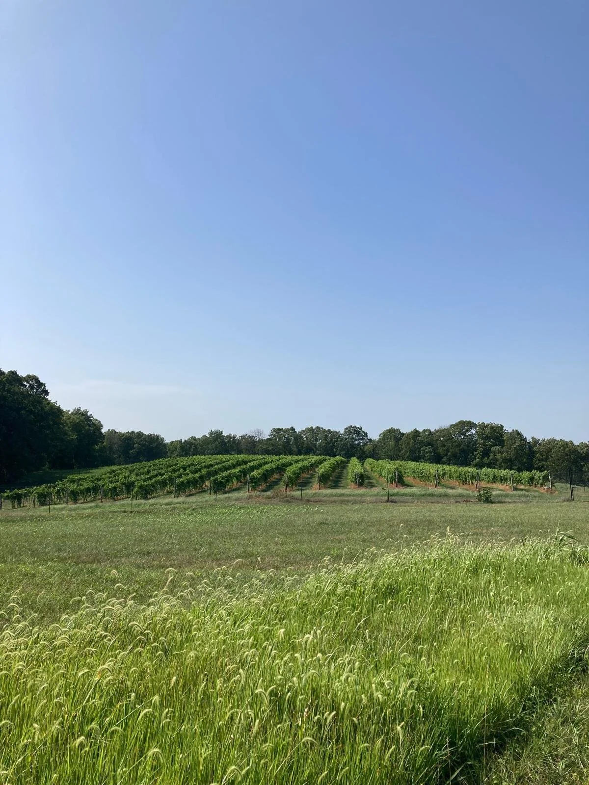 Vidal Vineyard from a Distance.jpeg