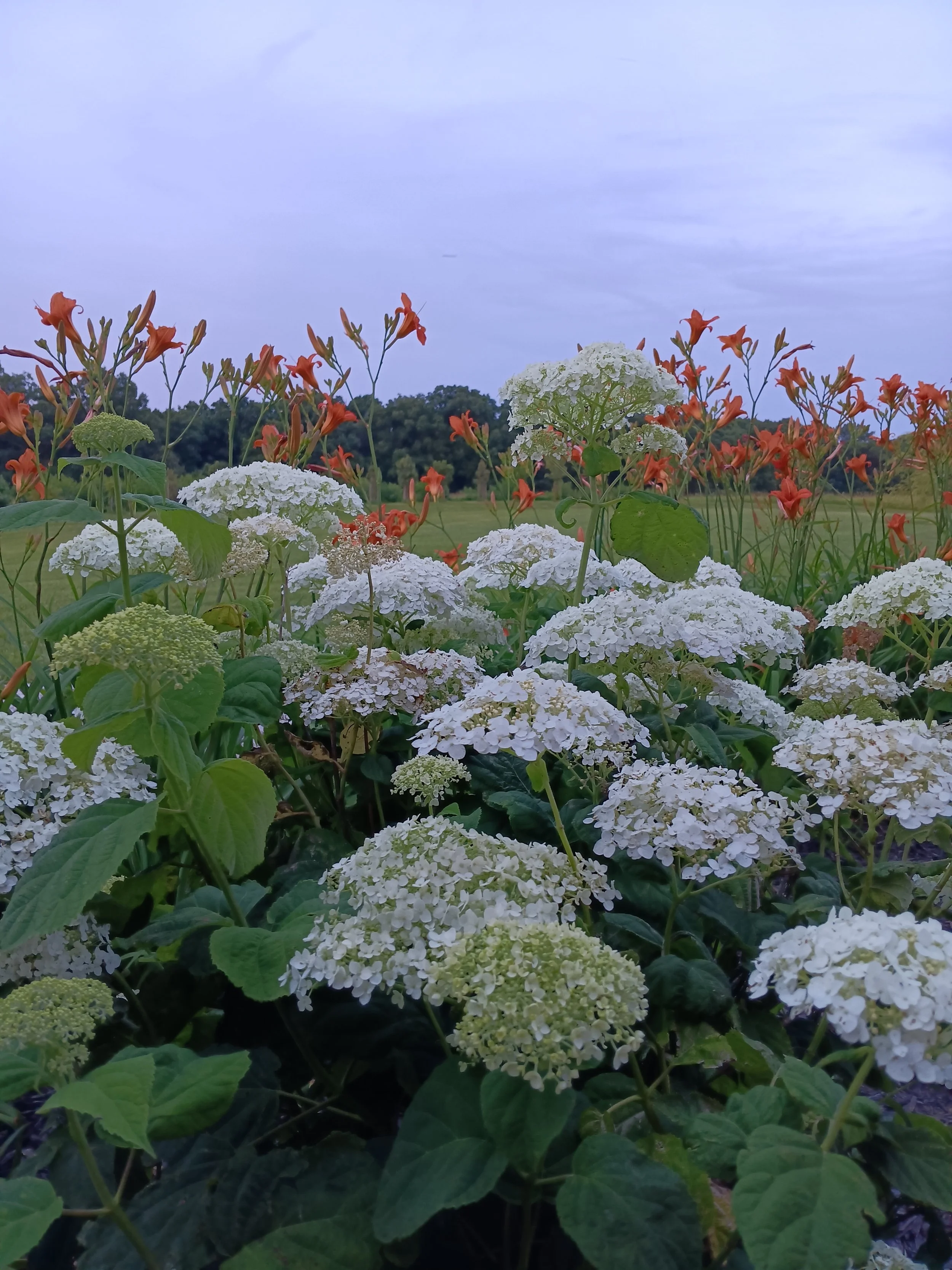 Flowers.jpg