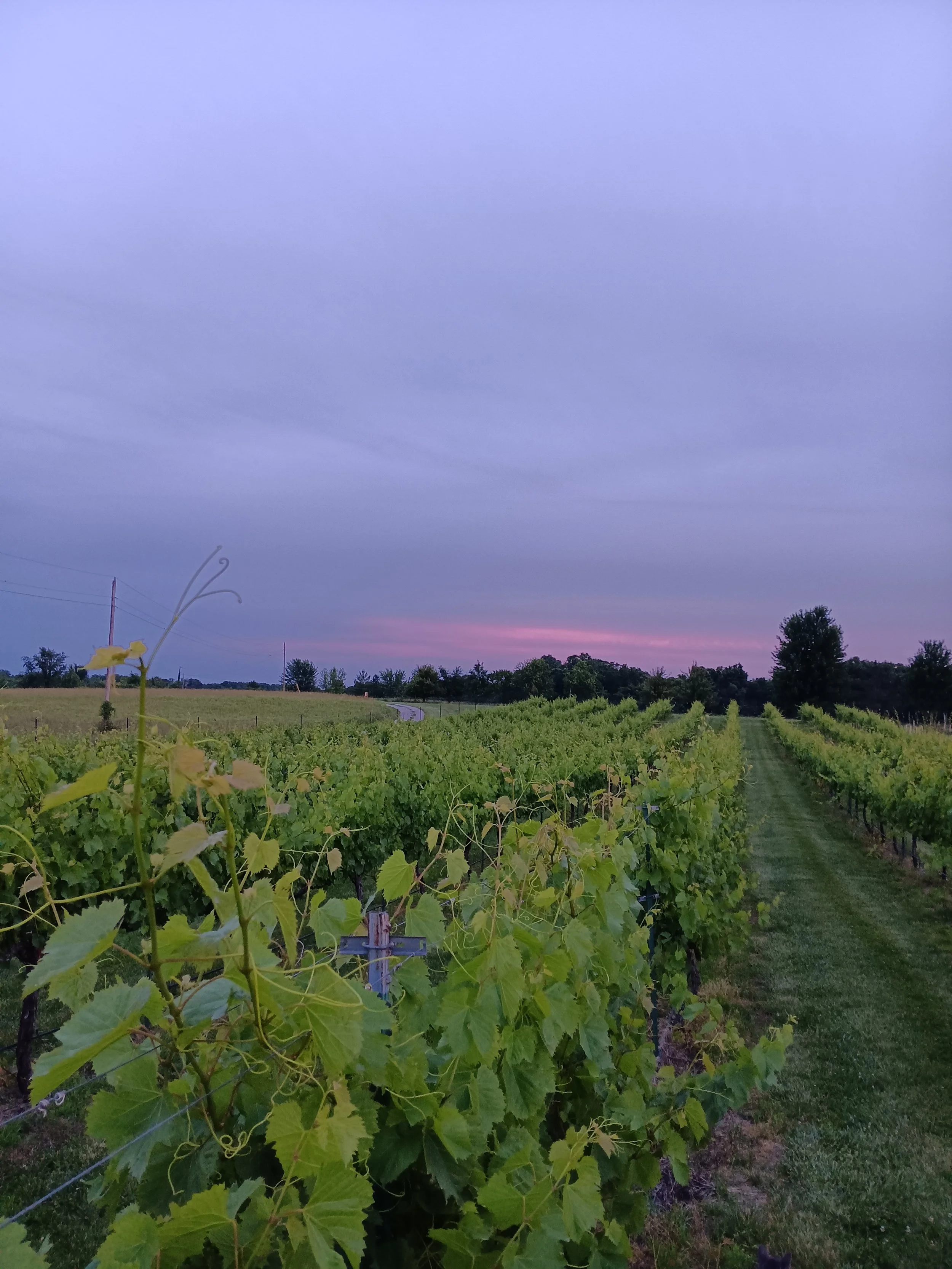 Sunset over a row.jpg