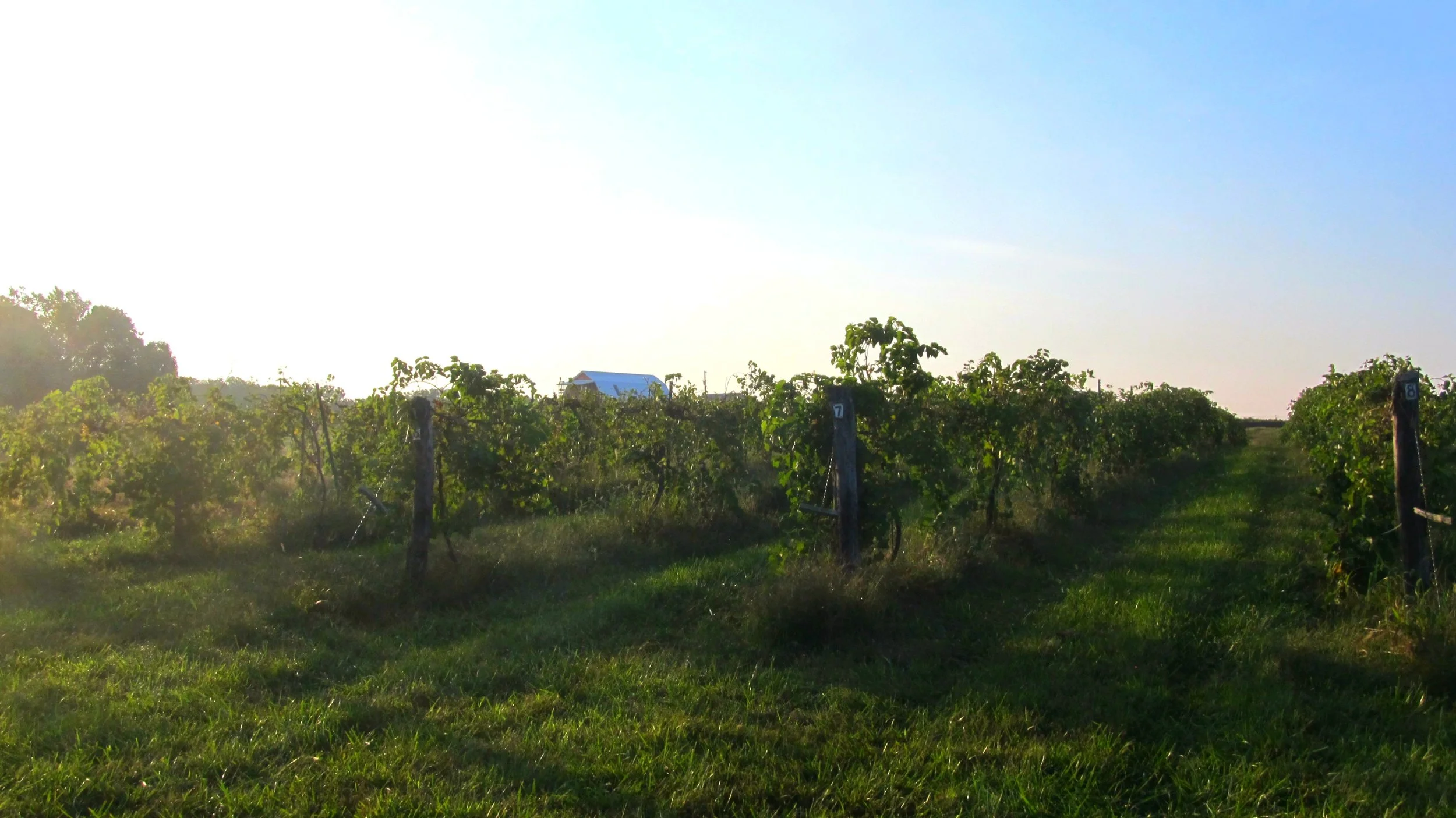 vineyard and barn_edited.jpg