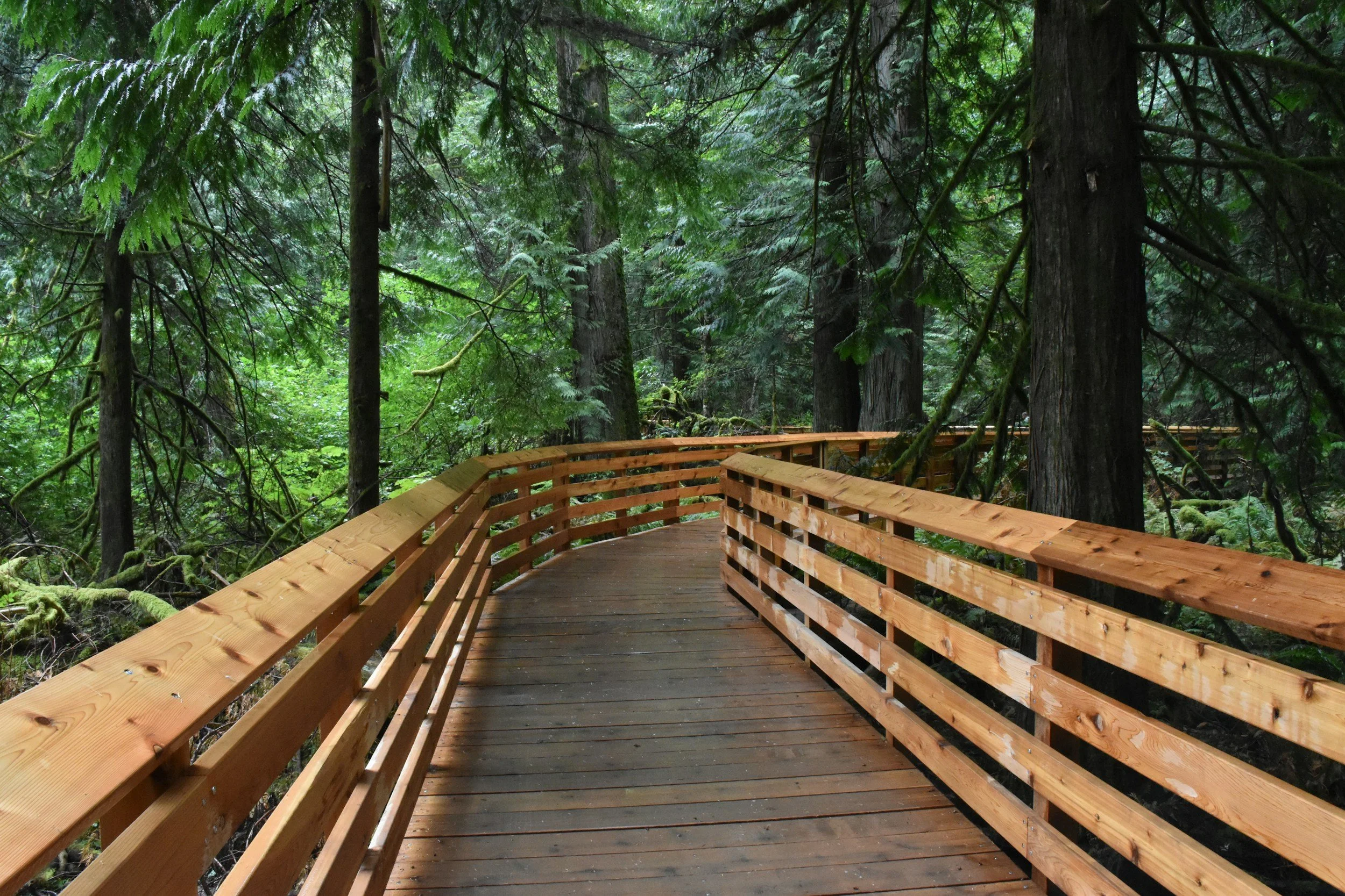 A wooden boardwalk with railings curves through a lush, green forest with dense trees and foliage.