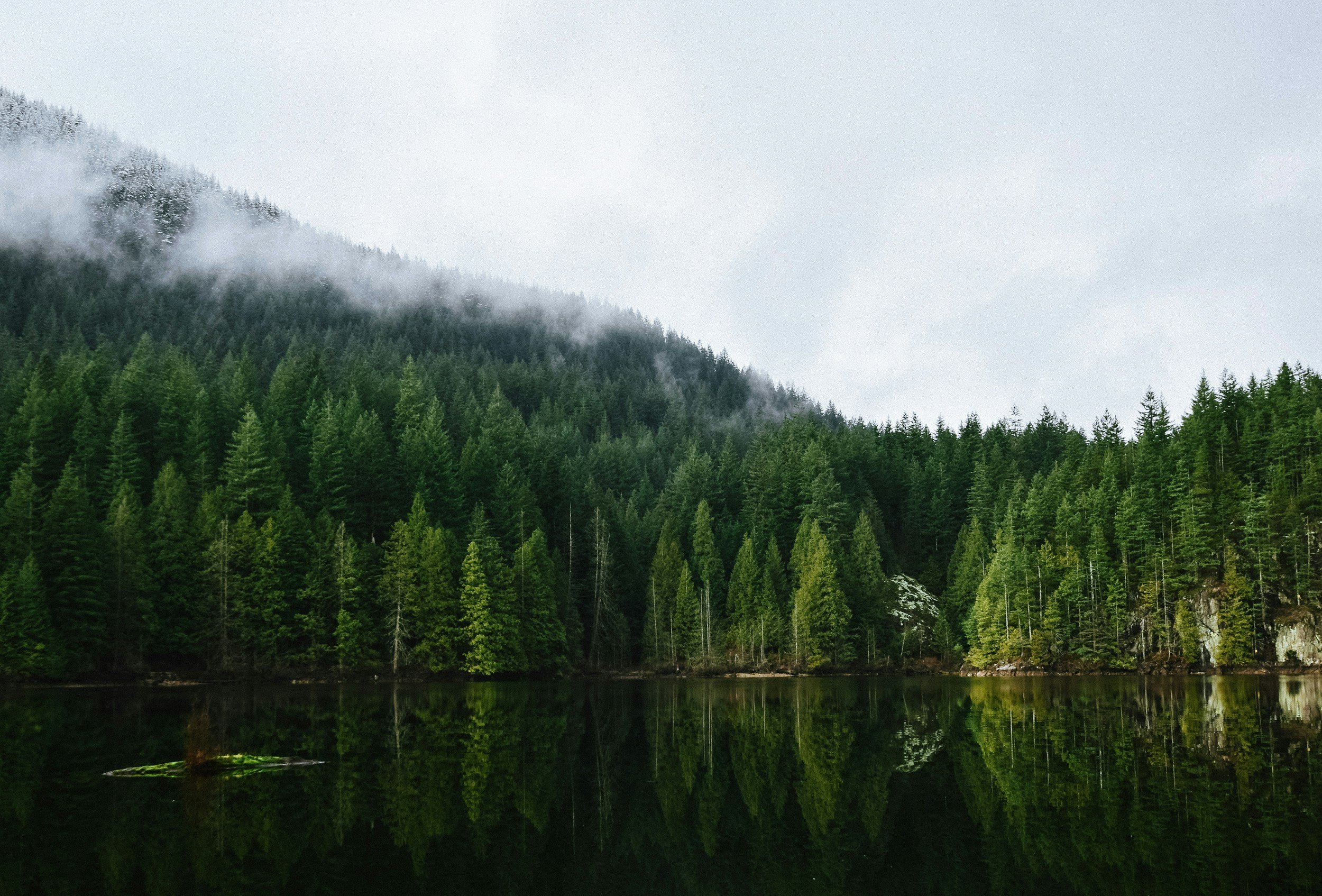 A serene landscape featuring a dense green forest of tall coniferous trees at the base of a mist-covered mountain, with a calm body of water reflecting the trees and sky above.