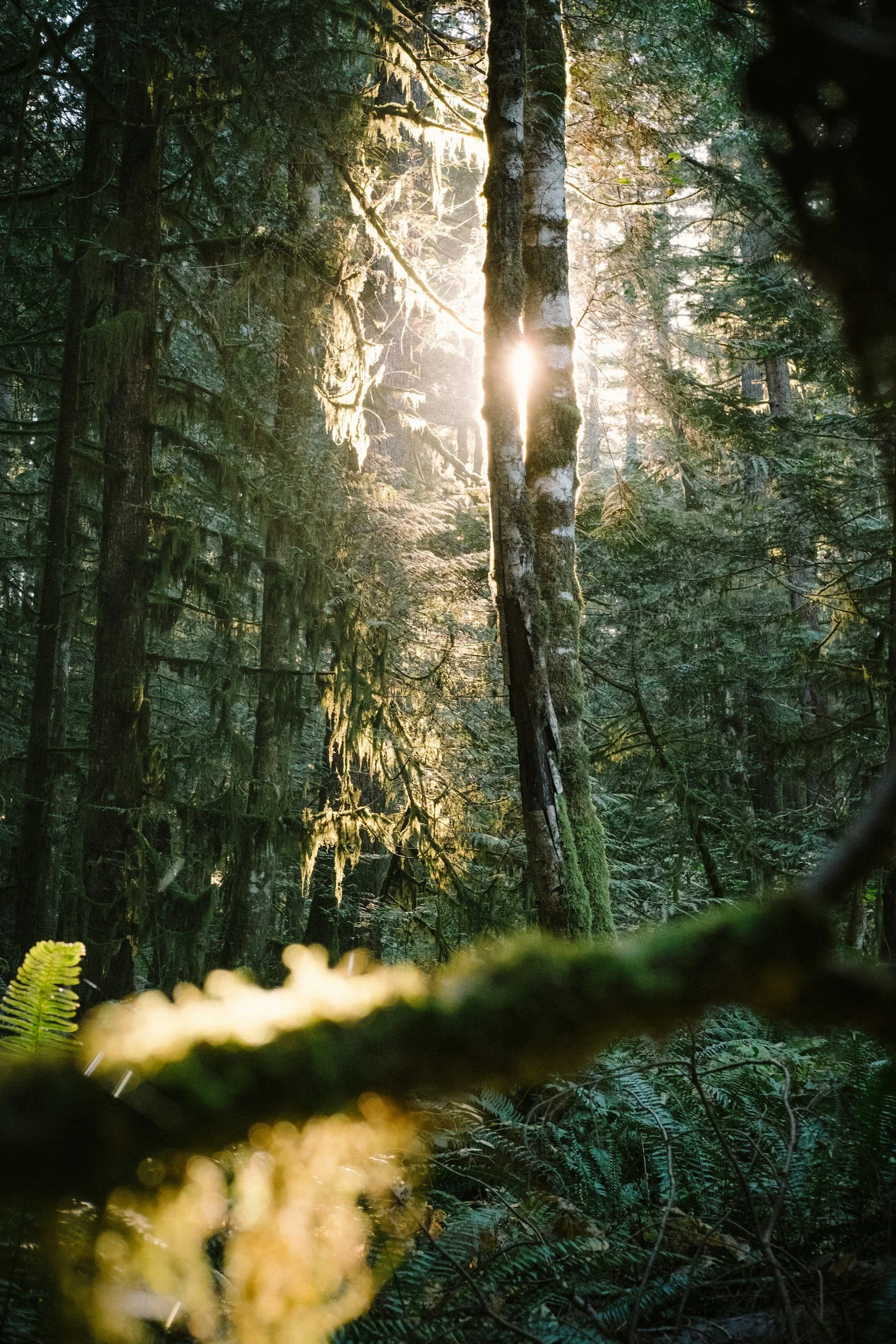 Sunlight filtering through dense green forest trees, with moss hanging from branches and ferns on the forest floor.
