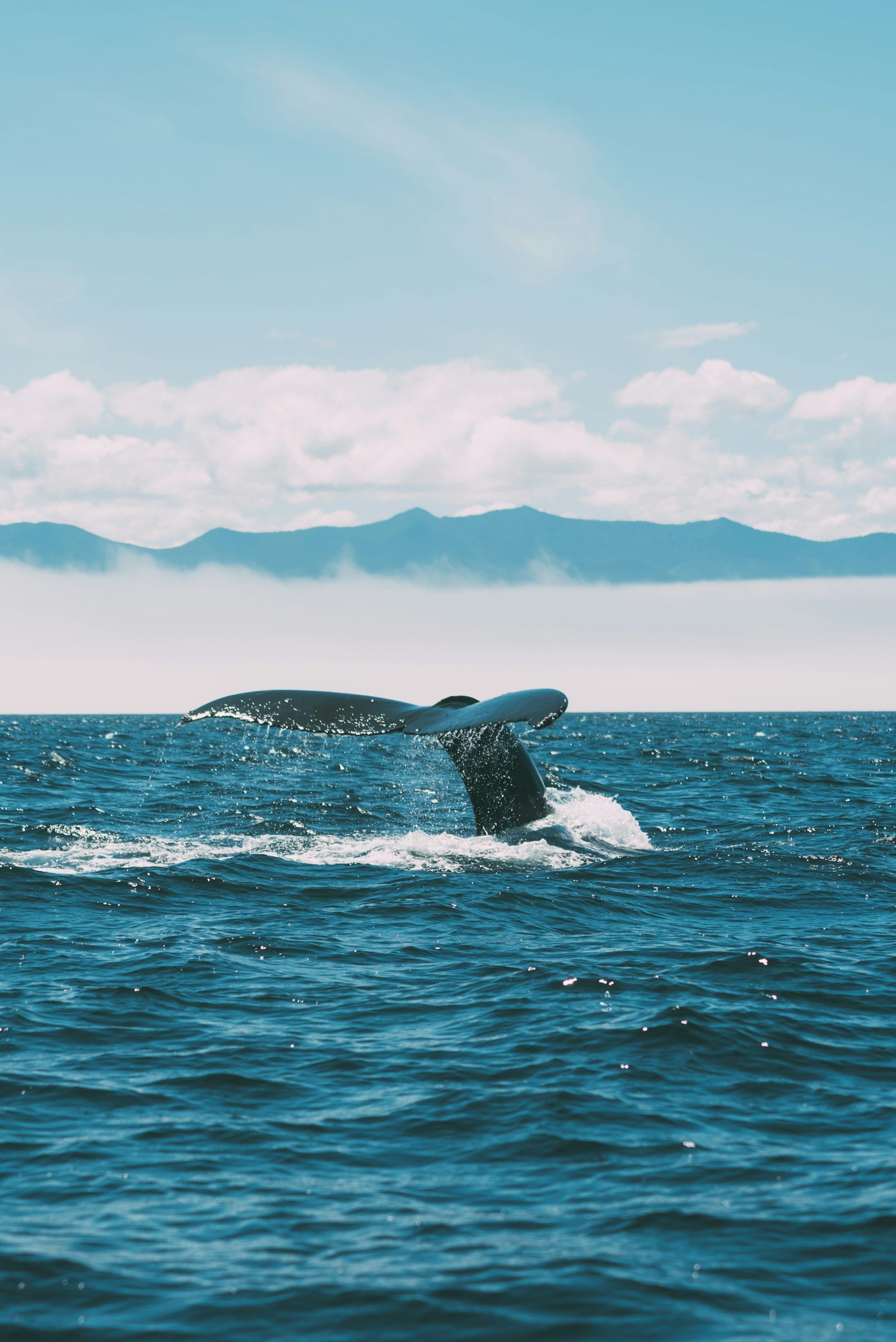 A whale's tail jumping out of the ocean with mountains and a partly cloudy sky in the background.