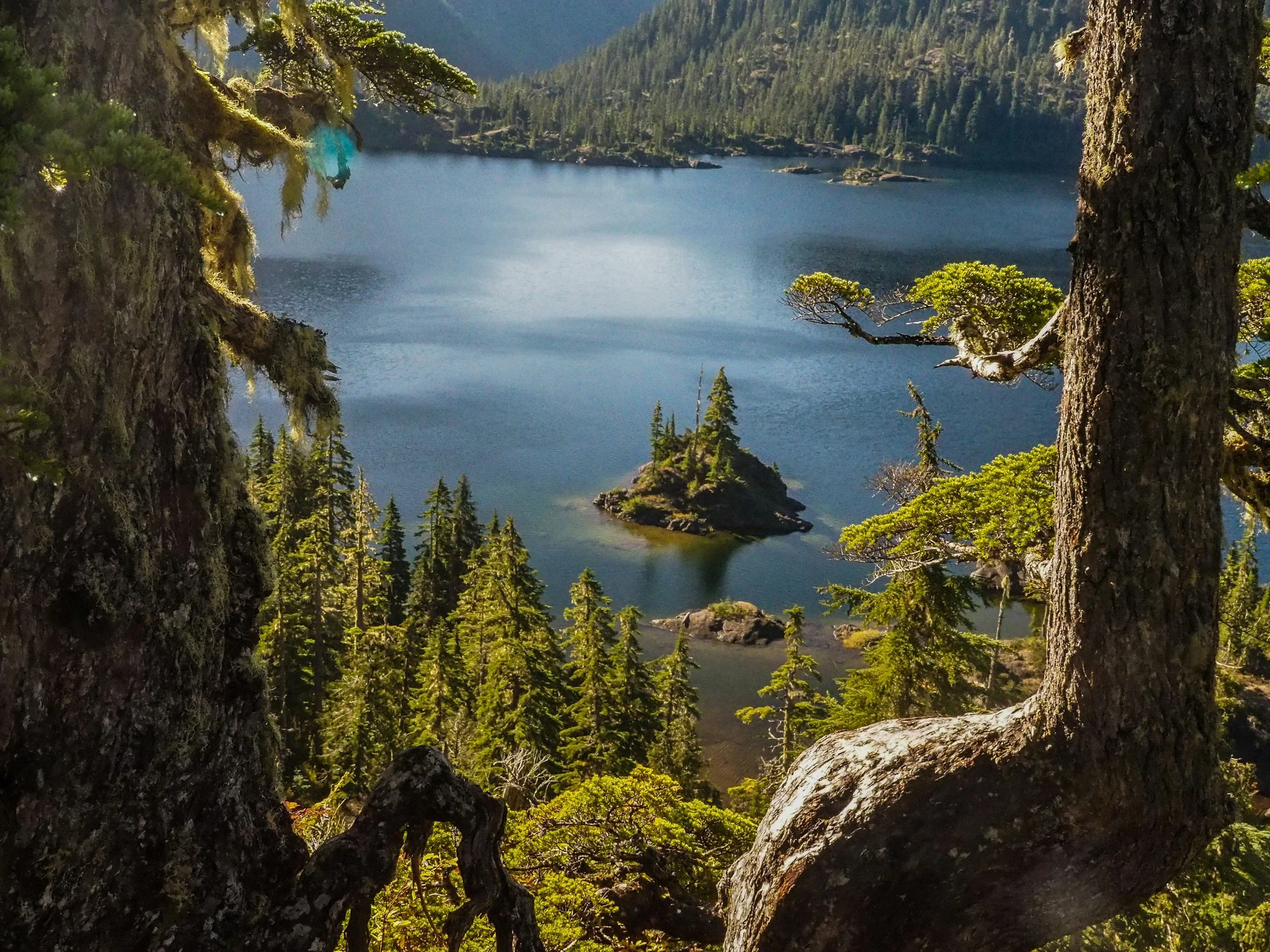 A scenic view of a mountain lake through a frame of large trees with green foliage and textured bark, surrounded by a forested mountainside.