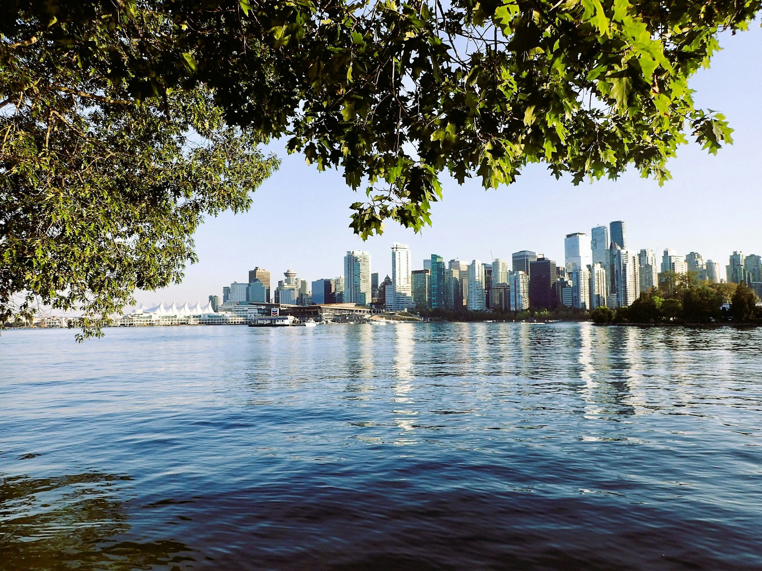 View of a city skyline with tall modern skyscrapers seen from across a body of water, with part of a tree with green leaves in the foreground.