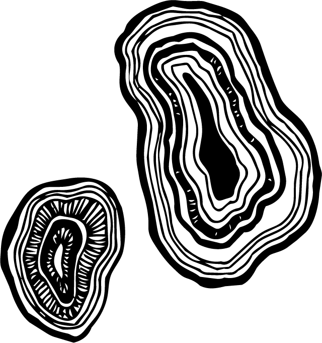 A black and white illustration of tree rings.