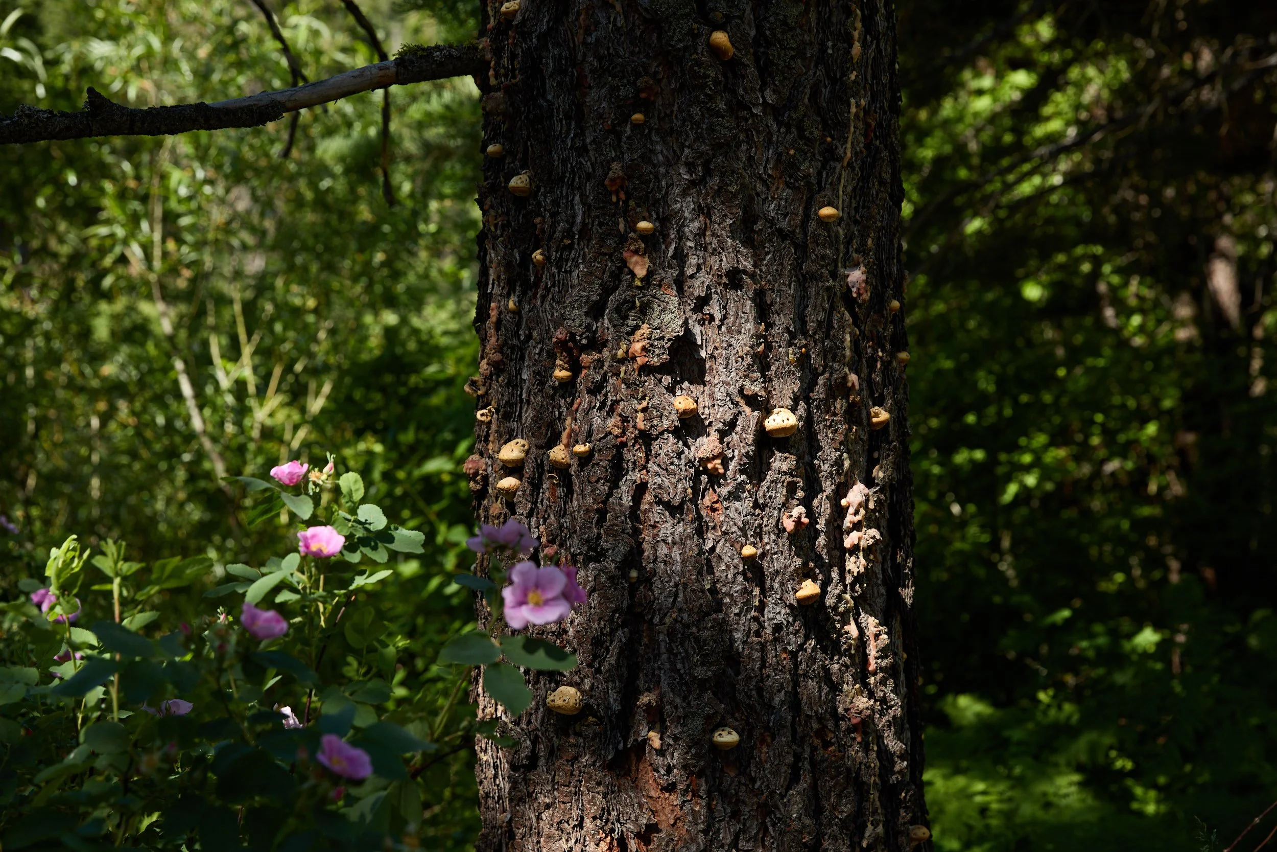 Close-up of a tree trunk with numerous small fungi growing on its surface, surrounded by green foliage and pink flowers in a forest setting.