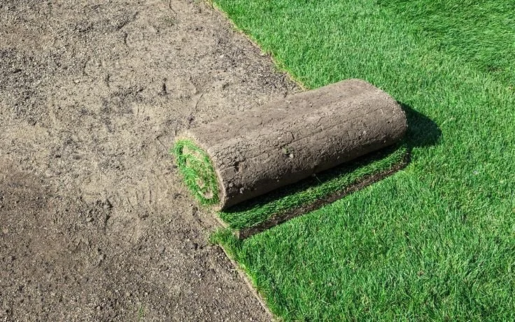A cross-section of a tree trunk lying on grass, with the outer bark intact and the inner rings visible.