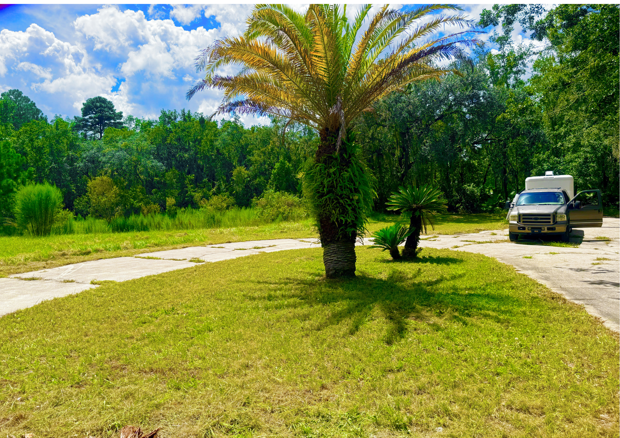 A large palm tree on a lawn next to a paved walkway with a beige pickup truck parked nearby, under a bright blue sky with white clouds and surrounded by green trees.