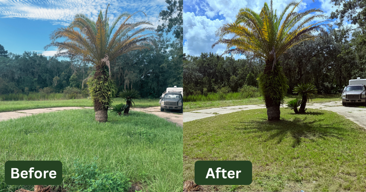 Comparison of a yard before and after lawn maintenance: the overgrown grassy yard on the left before cleanup, and a neatly trimmed grassy yard with a well-maintained palm tree and small plants on the right after cleanup.