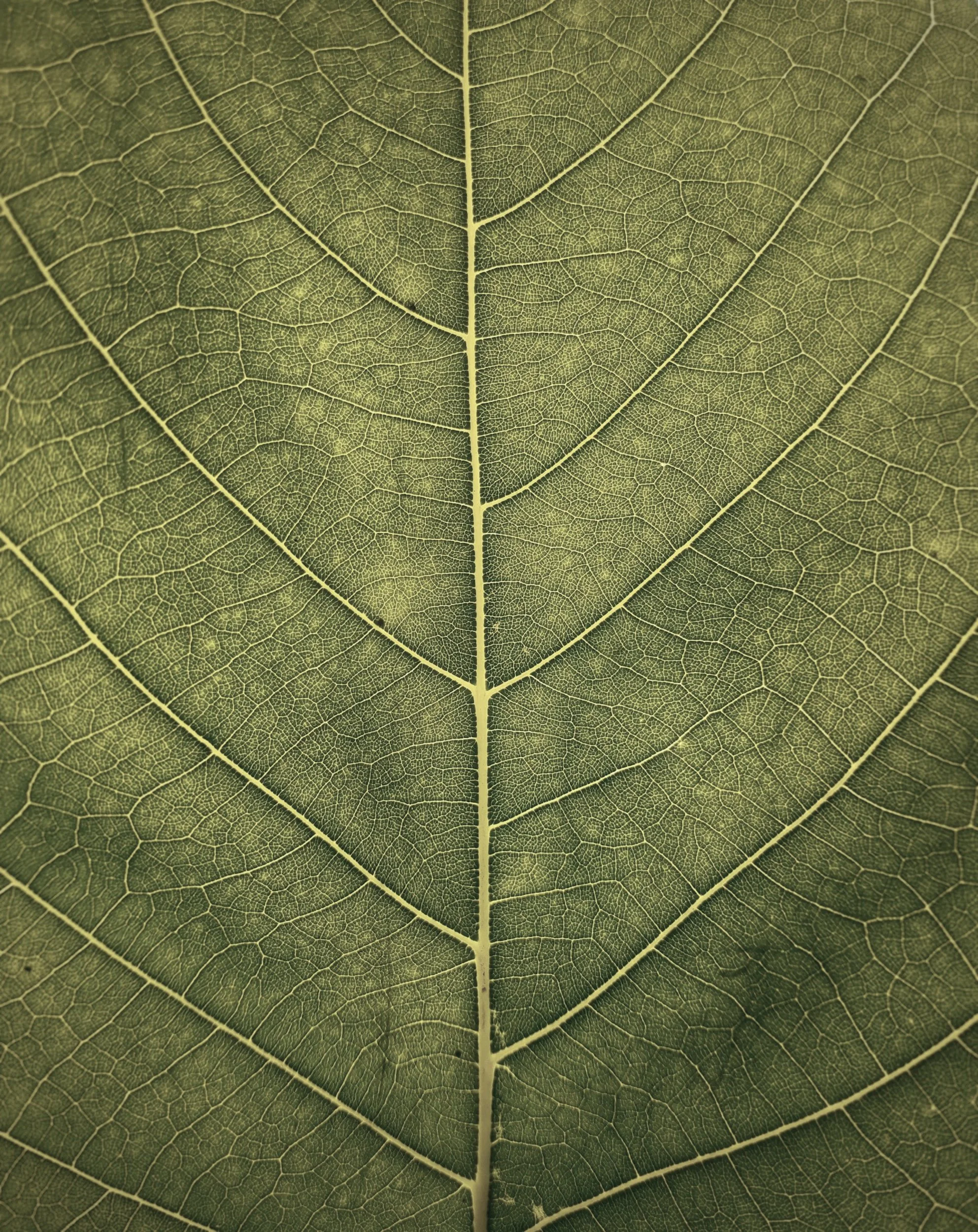 Close-up of a green leaf showing its intricate vein structure.