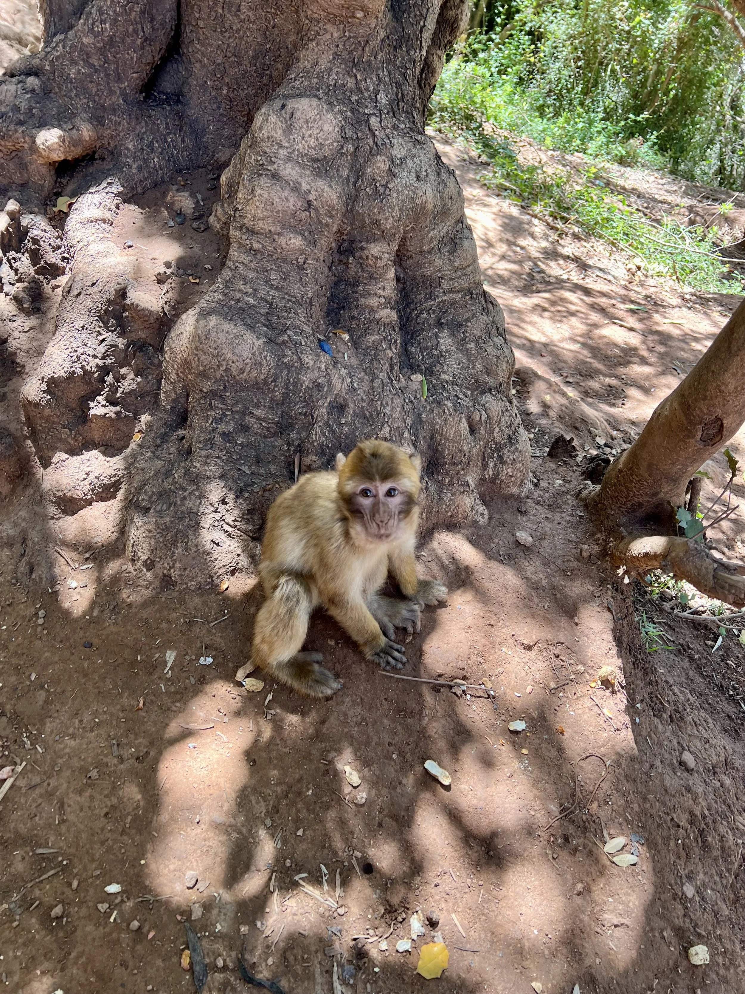 A young monkey sitting on dirt ground at the base of a large tree in a forest, with green foliage in the background.