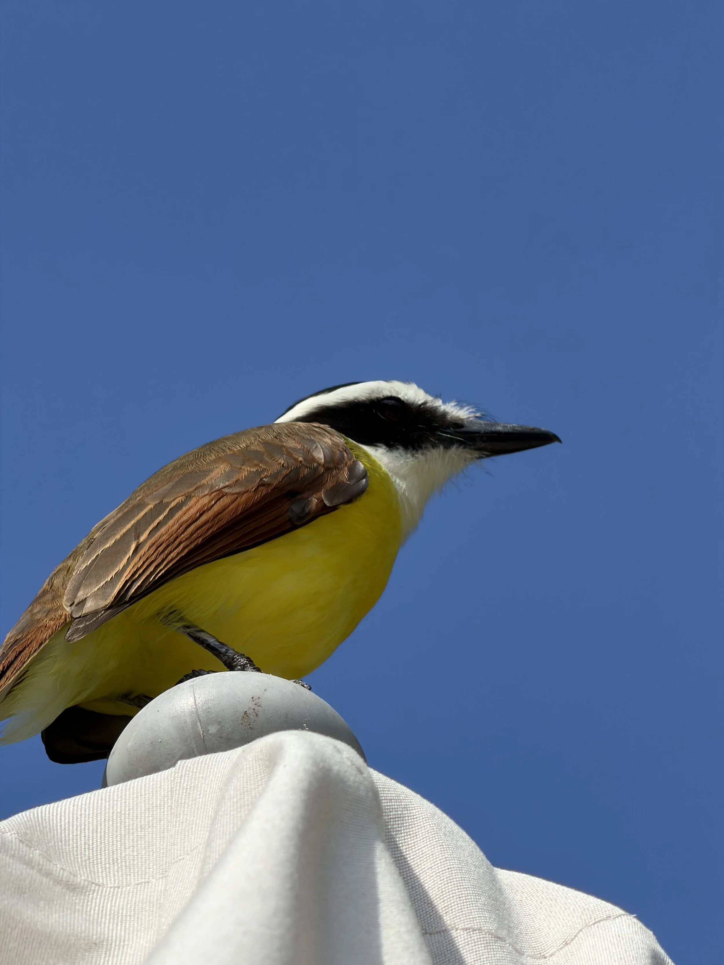 A bird with brown, white, and yellow feathers perched on a white object against a clear blue sky.