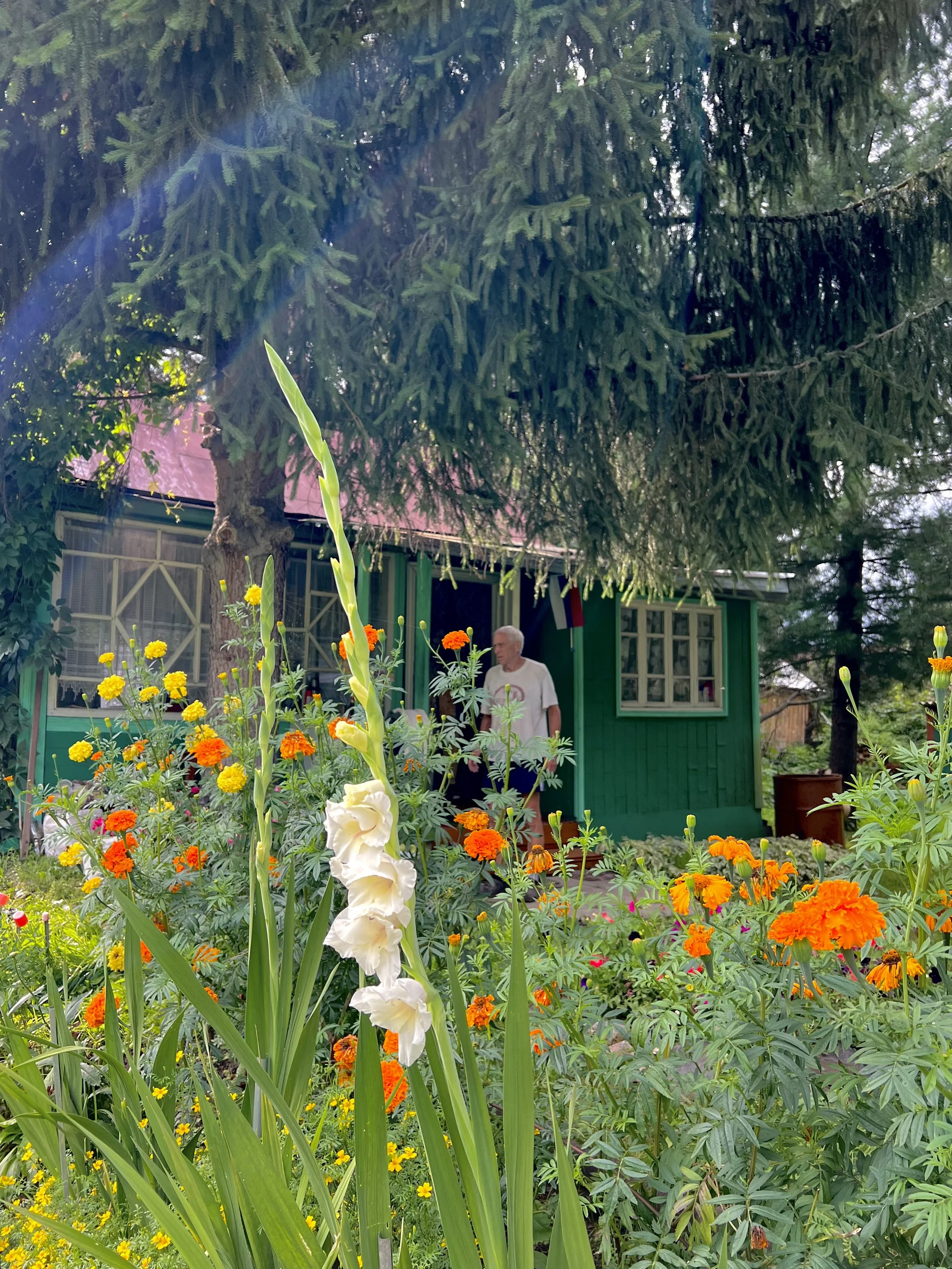A garden with colorful flowers including yellow, orange, and white blossoms in front of a green house with windowed doors. A man in a white shirt walks among the flowers, and tall trees with dense branches are in the background.