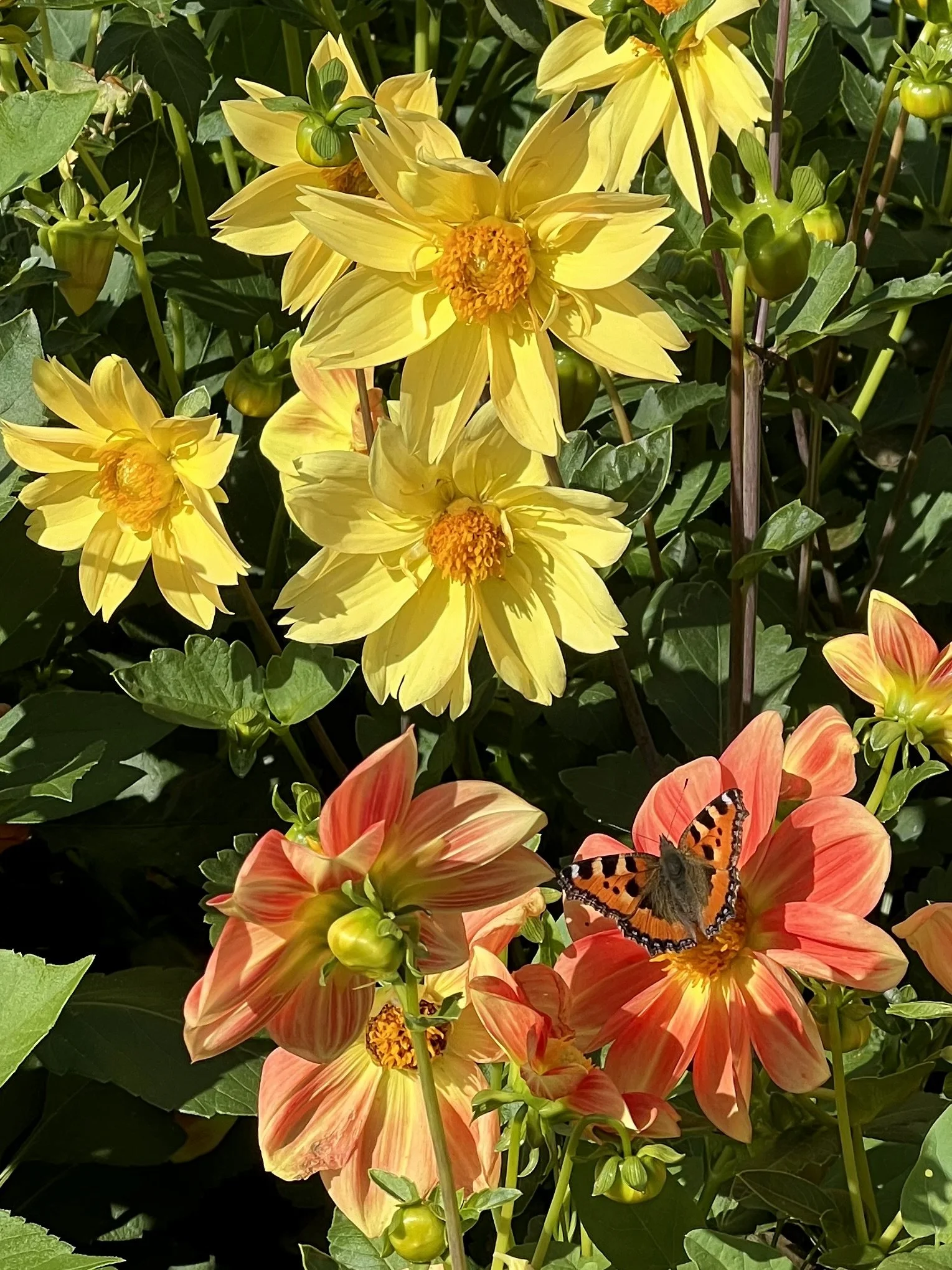 Bright yellow flowers with multiple petals and orange centers, surrounded by green leaves and buds, with a butterfly perched on a large orange and yellow flower at the bottom.