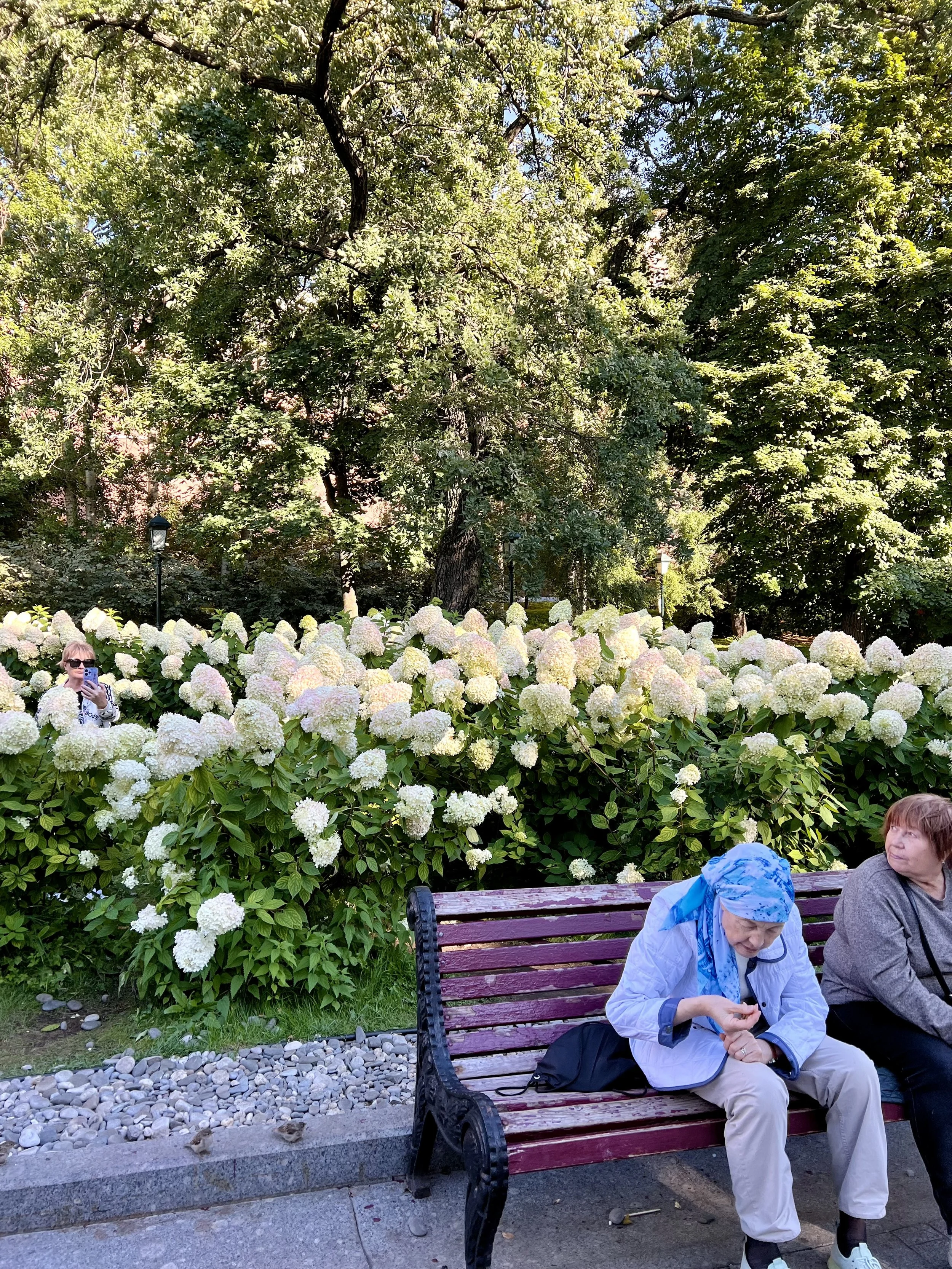 People sitting on a park bench surrounded by white hydrangea flowers and trees, with women in casual clothing and one woman wearing sunglasses taking a selfie in the background.