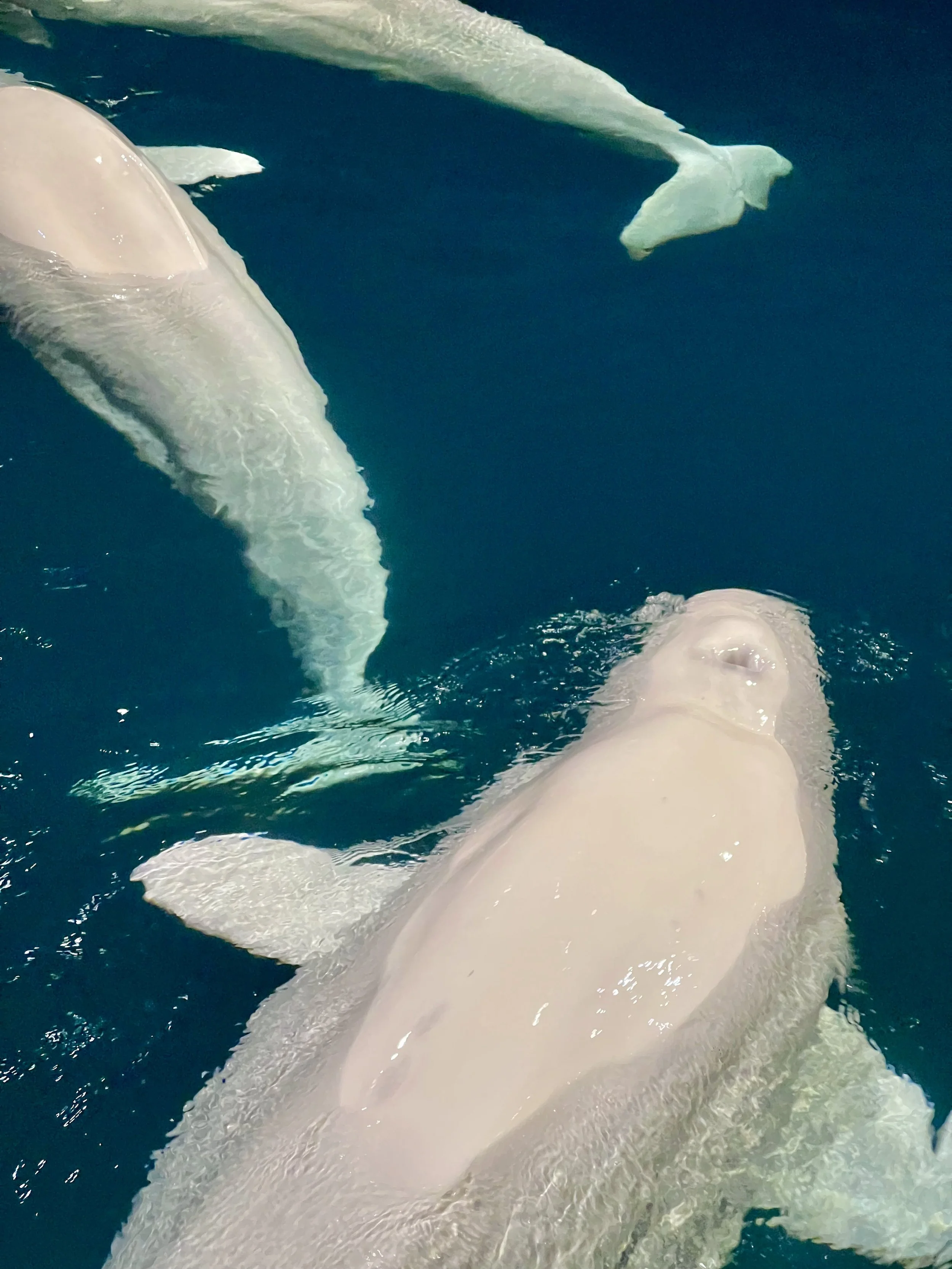 Close-up of Beluga whales swimming in dark blue water.