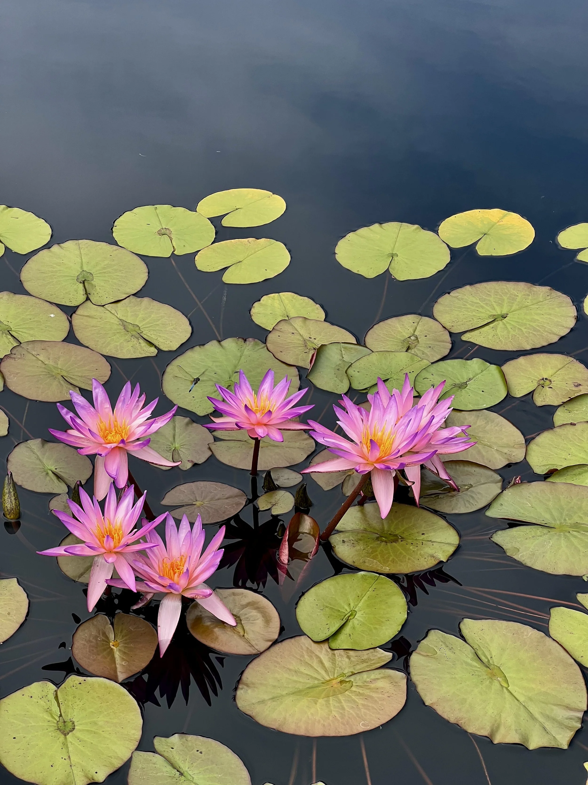 Pink water lilies with yellow centers floating on a pond surrounded by green lily pads.