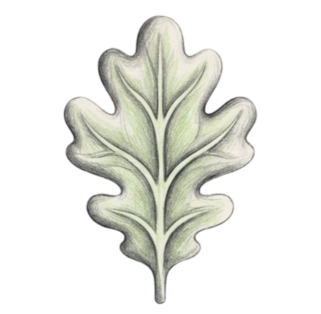 Een getekende blad van een eikenboom, in pastelkleuren met groene en grijze tinten.