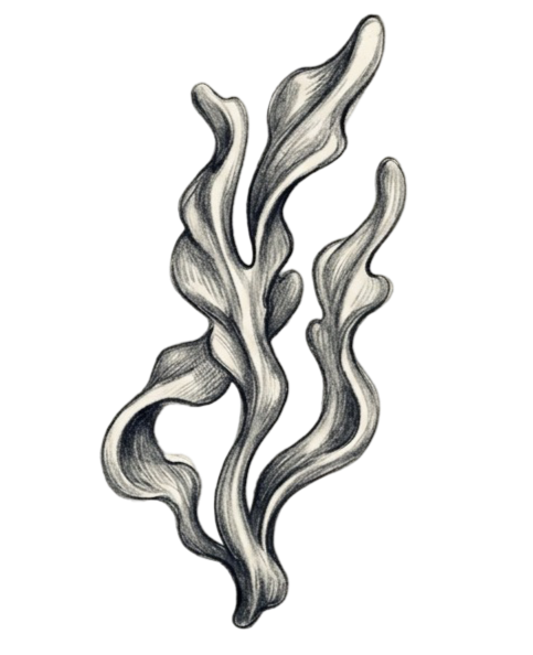 Zwart-witte illustratie van zeewezens of koraal met slijmerige, langwerpige vormen.