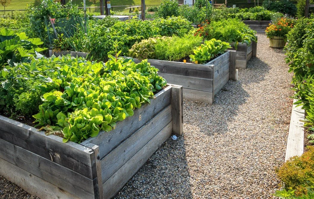 Raised garden beds filled with various green leafy plants in a backyard garden with a gravel pathway.