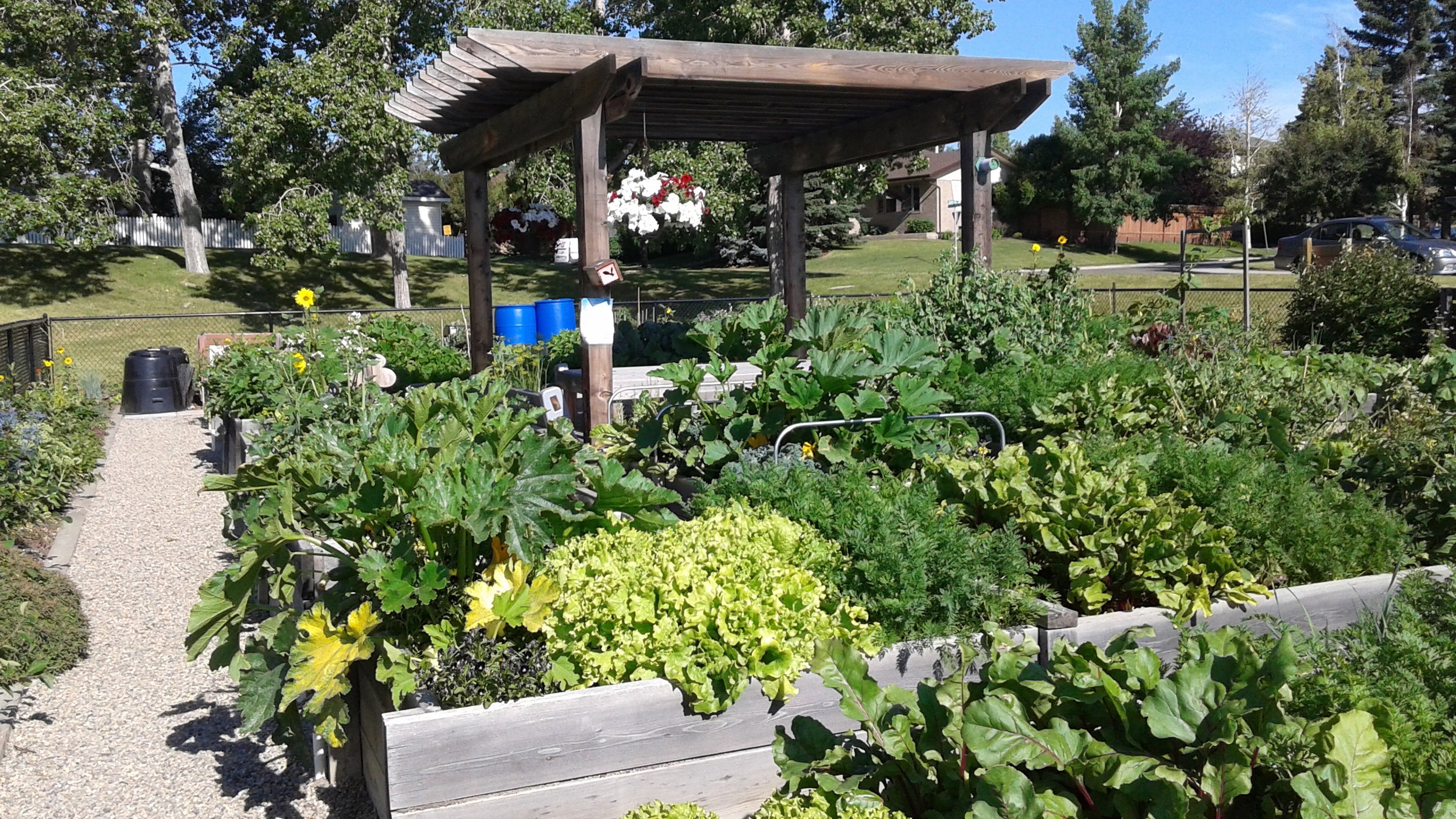 A lush vegetable garden with various green plants, flowers, and a gravel pathway under a wooden pergola, with houses and cars in the background.