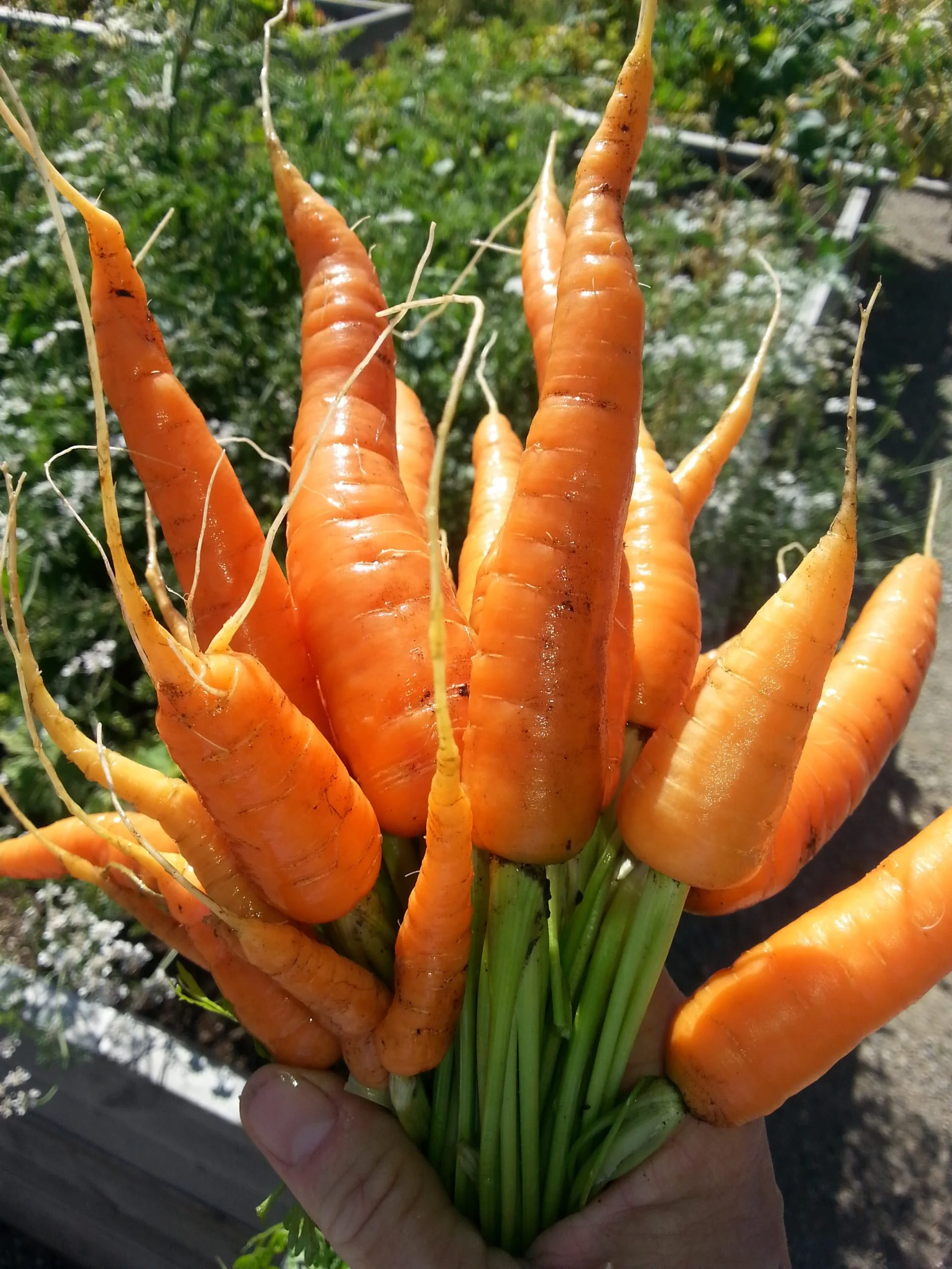 A hand holding a bunch of freshly harvested orange carrots with green stems, some dirt visible on the carrots.