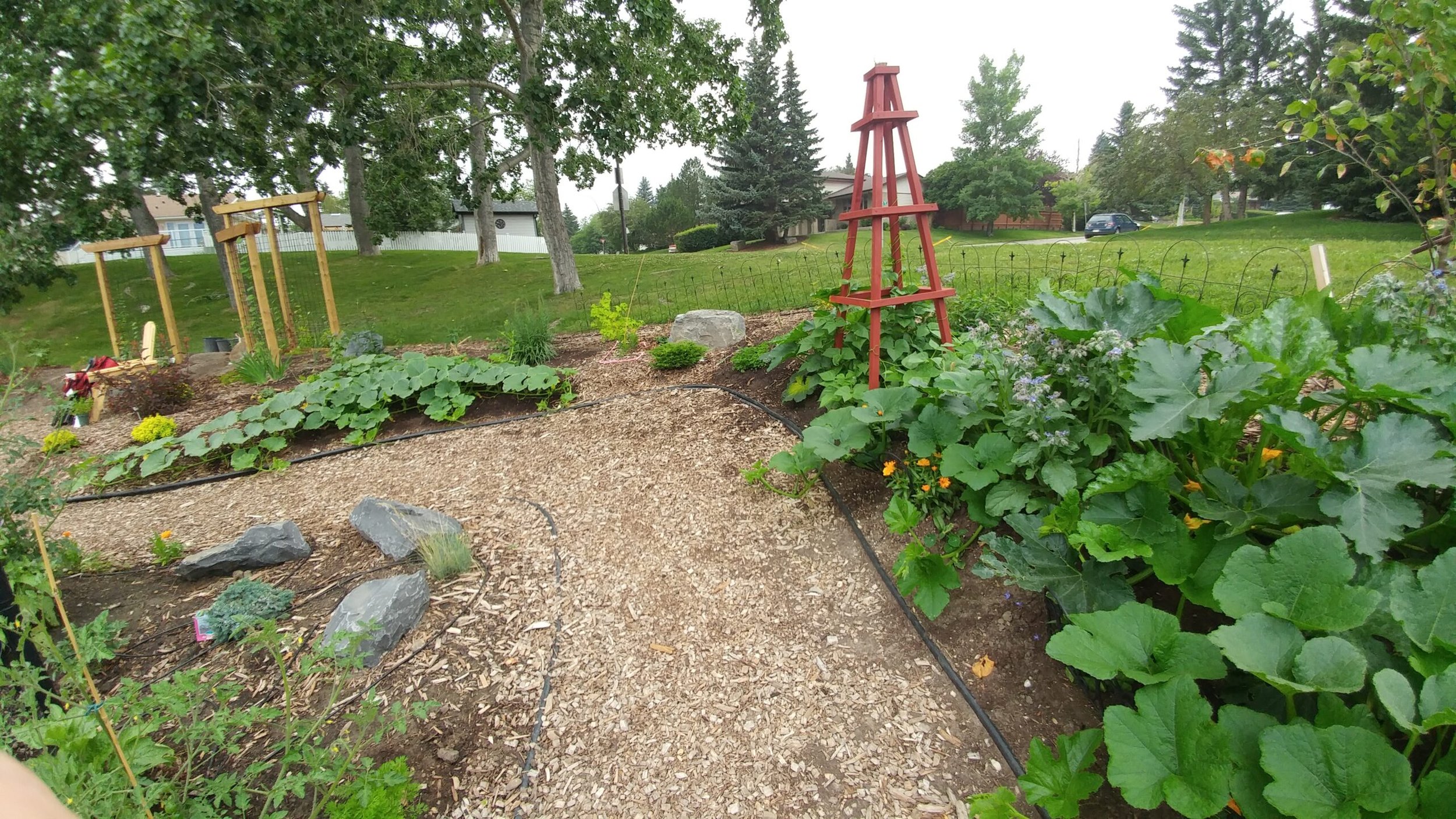 A lush garden with various green plants and flowers, a gravel pathway, and a red wooden trellis, with trees and a grassy yard in the background.