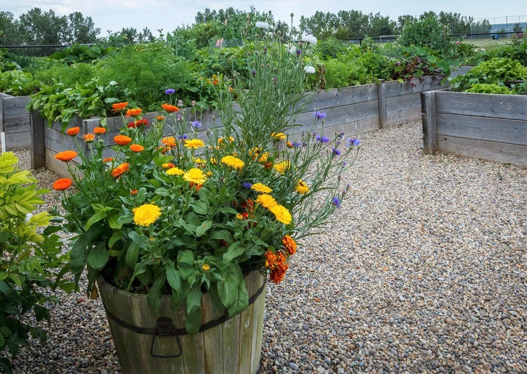 Flower garden with a wooden barrel filled with orange, yellow, and purple flowers, surrounded by raised garden beds filled with green leafy plants on a gravel surface.