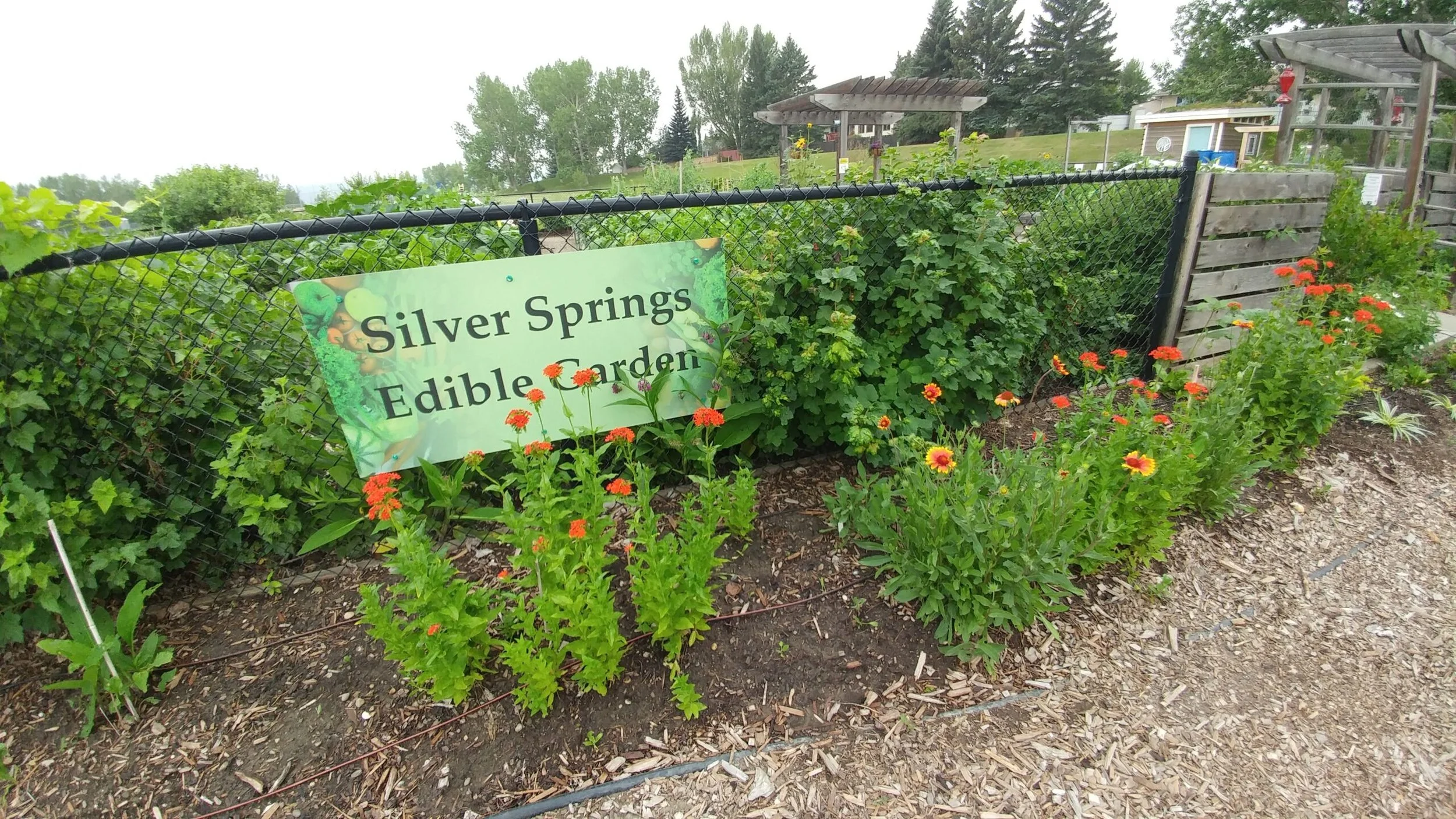 A garden with a sign that reads 'Silver Springs Edible Garden,' surrounded by flowering plants and green foliage. A chain-link fence runs behind the garden, with structures and trees visible in the background.