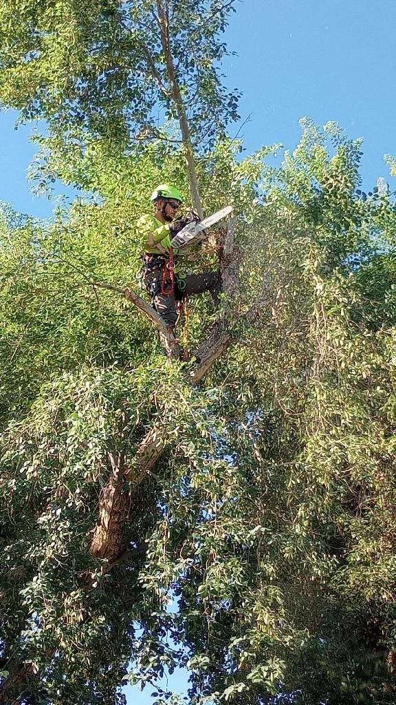Tree climber with safety gear, helmet, and clipboard on a tall tree during the day.