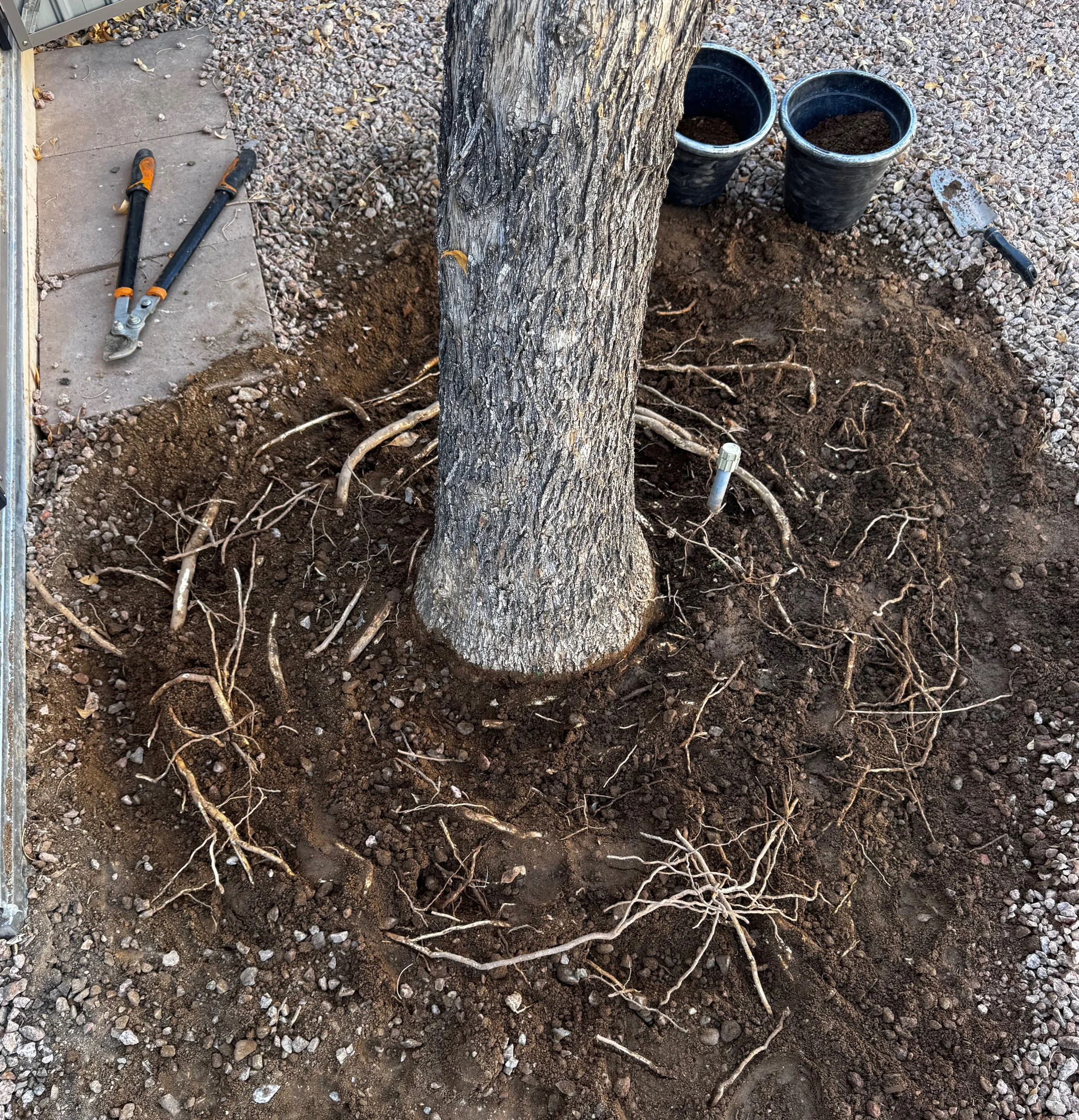 A tree with exposed roots being planted in a hole in the ground, with two black buckets of soil, gardening tools, and dirt surrounding the area.