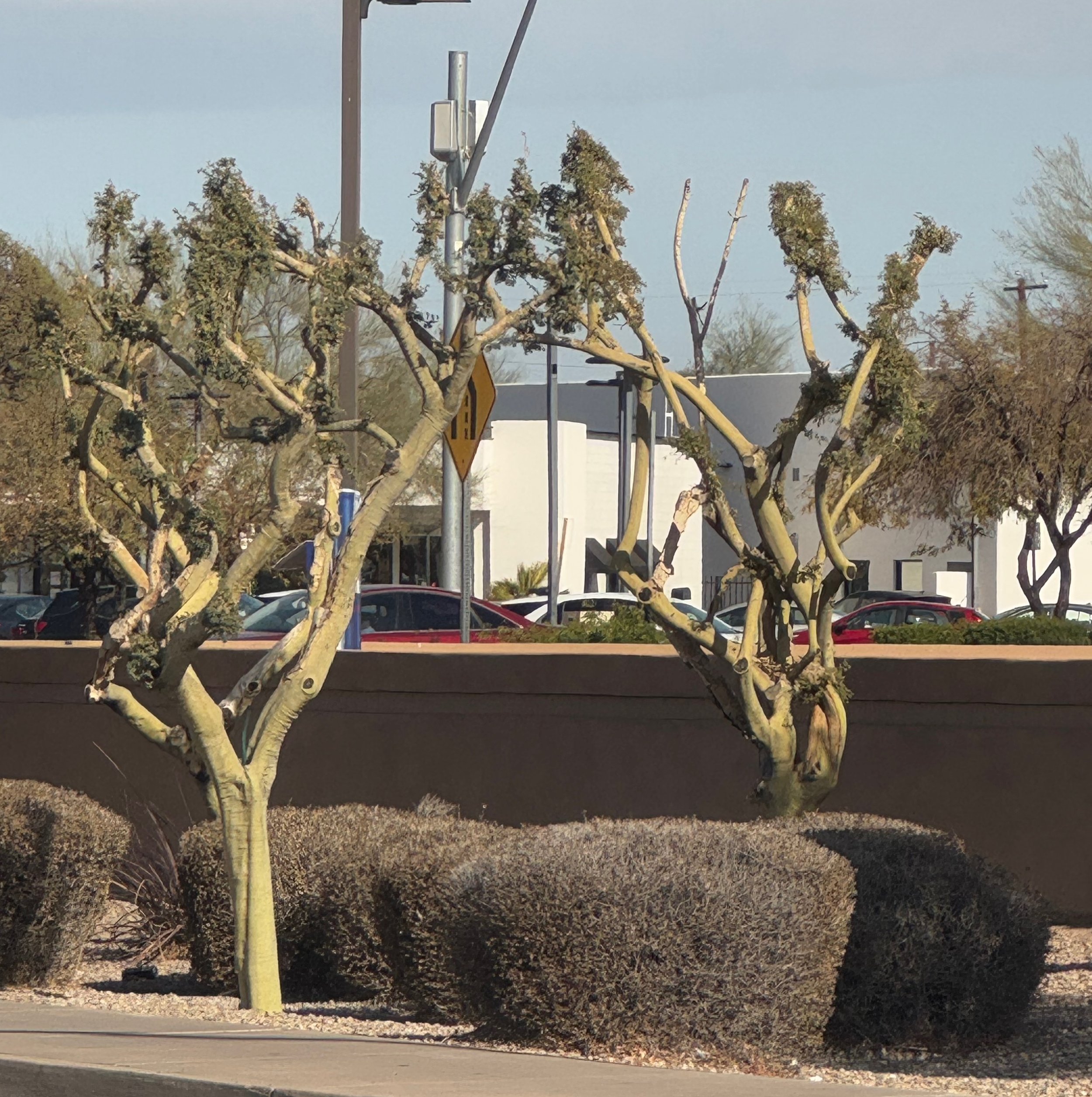 Improperly pruned trees near a sidewalk.