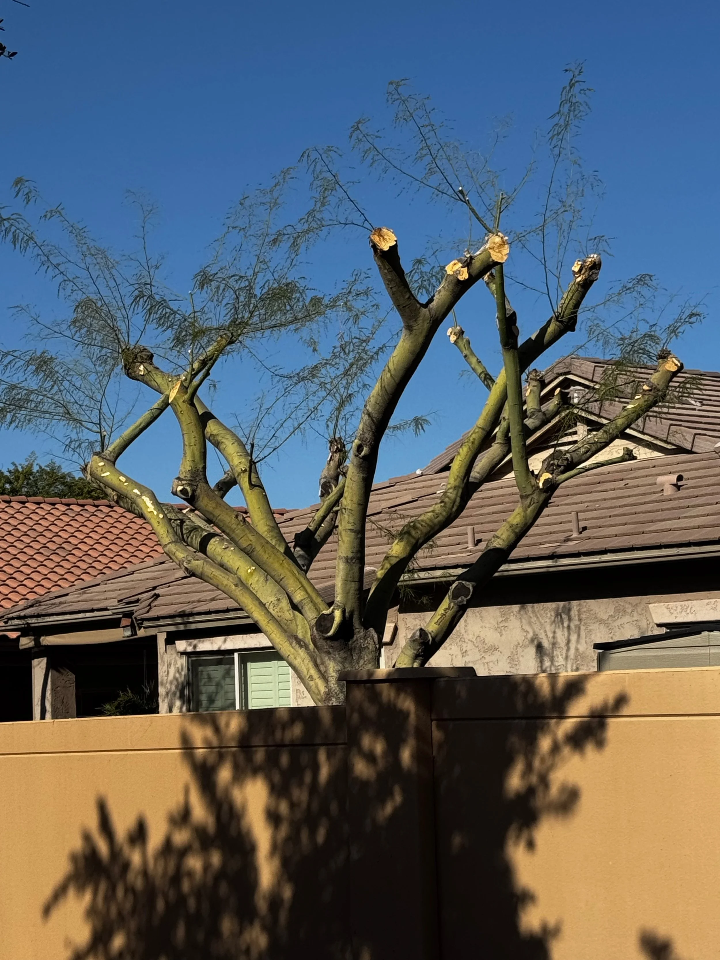 A tree with topping cuts and stubs left behind. Improper pruning.
