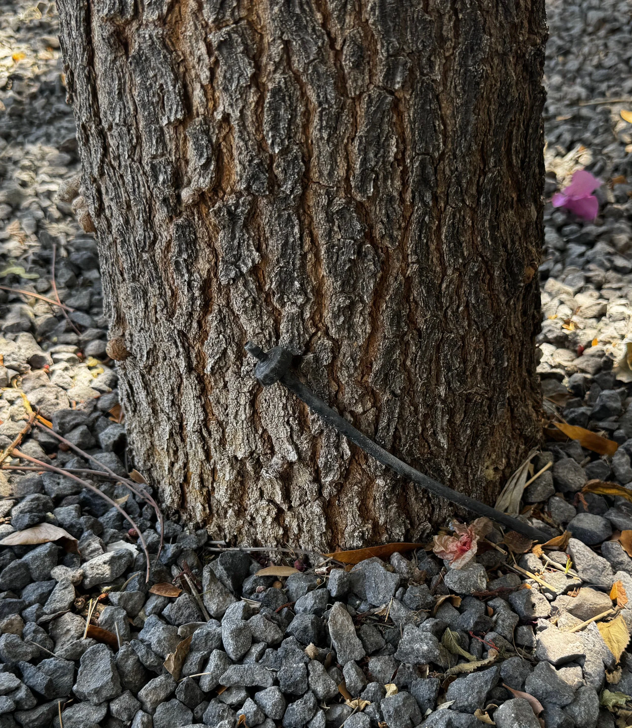 Drip irrigation emitter placed right against a tree trunk