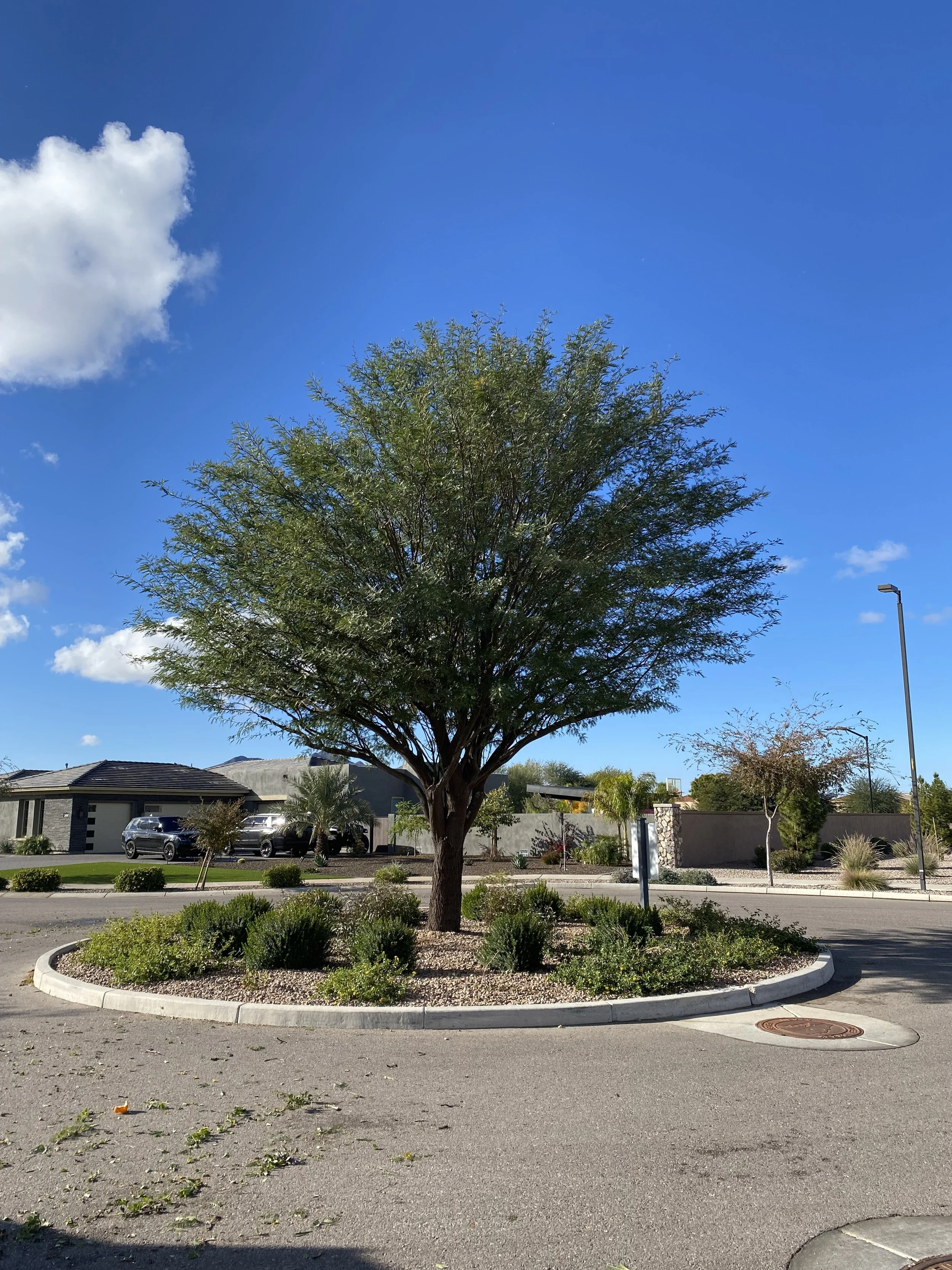 A suburban street scene with a tree in the center, surrounding shrubbery and plants, houses in the background, and a blue sky with a few clouds.