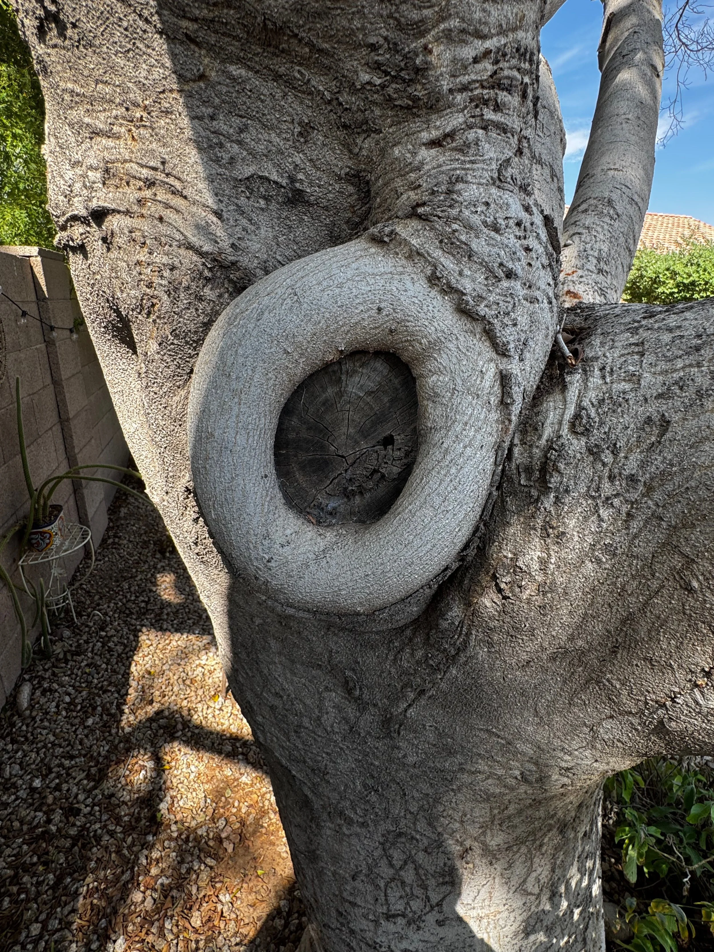 Large old trunk wound the tree has compartmentalized