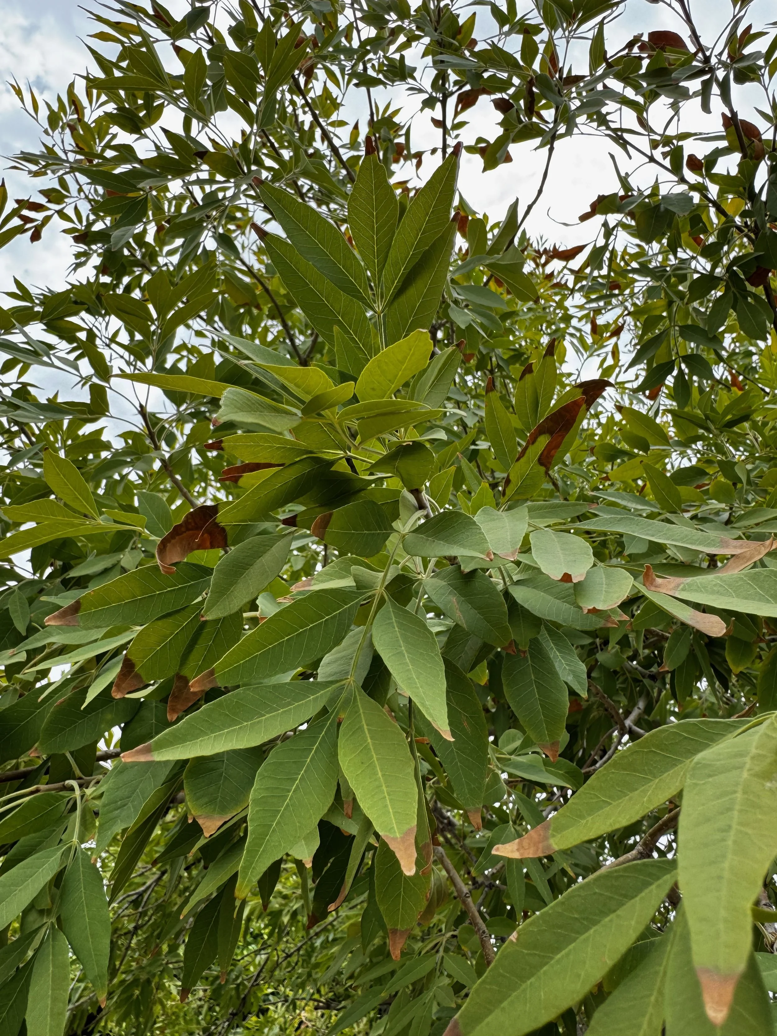 Tree leaves browned and scorched at the tips