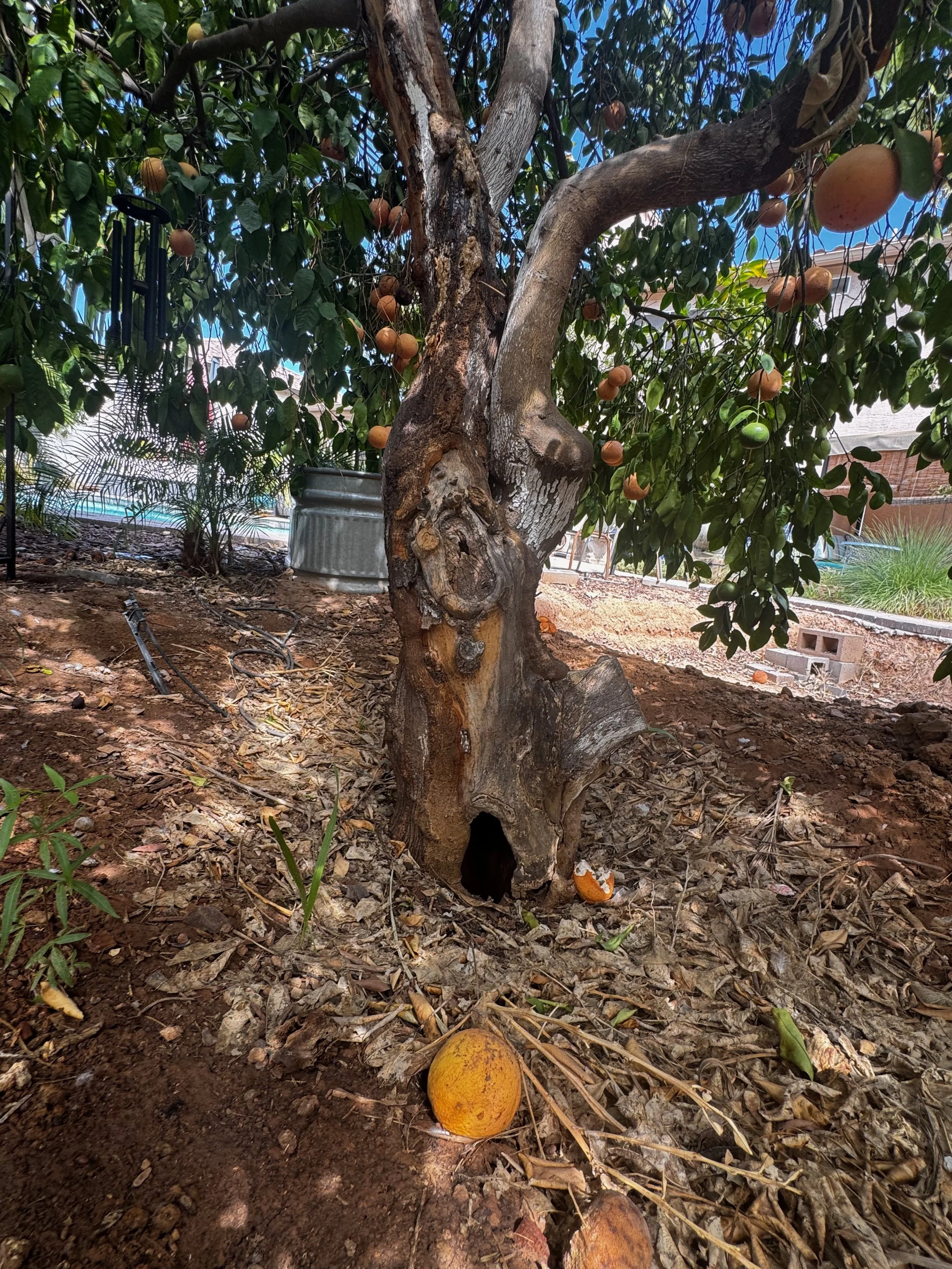 Citrus trunk with oozing bark, a hole, and decay