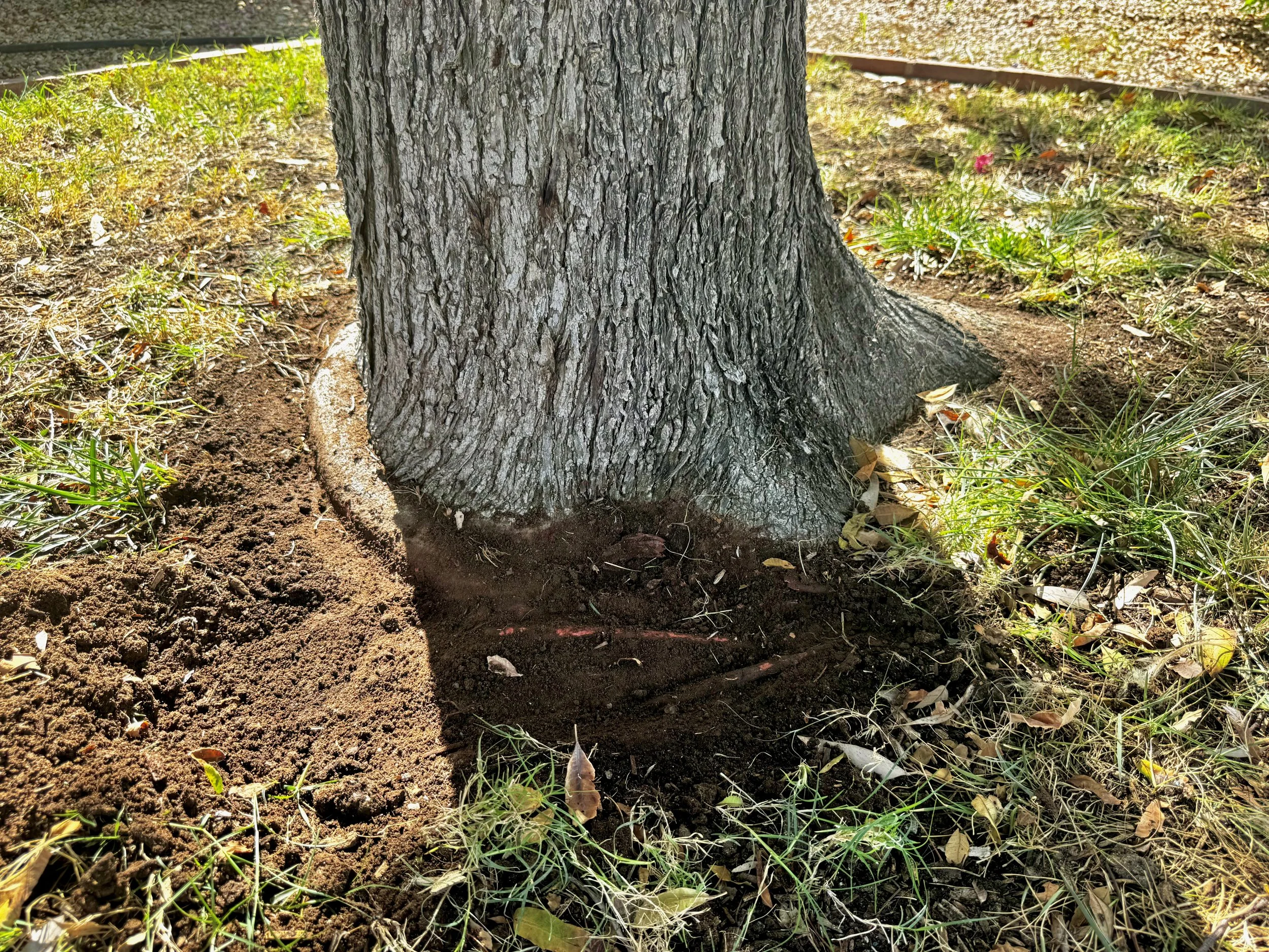 Excavated trunk flare with a girdling root opposite a buttress root