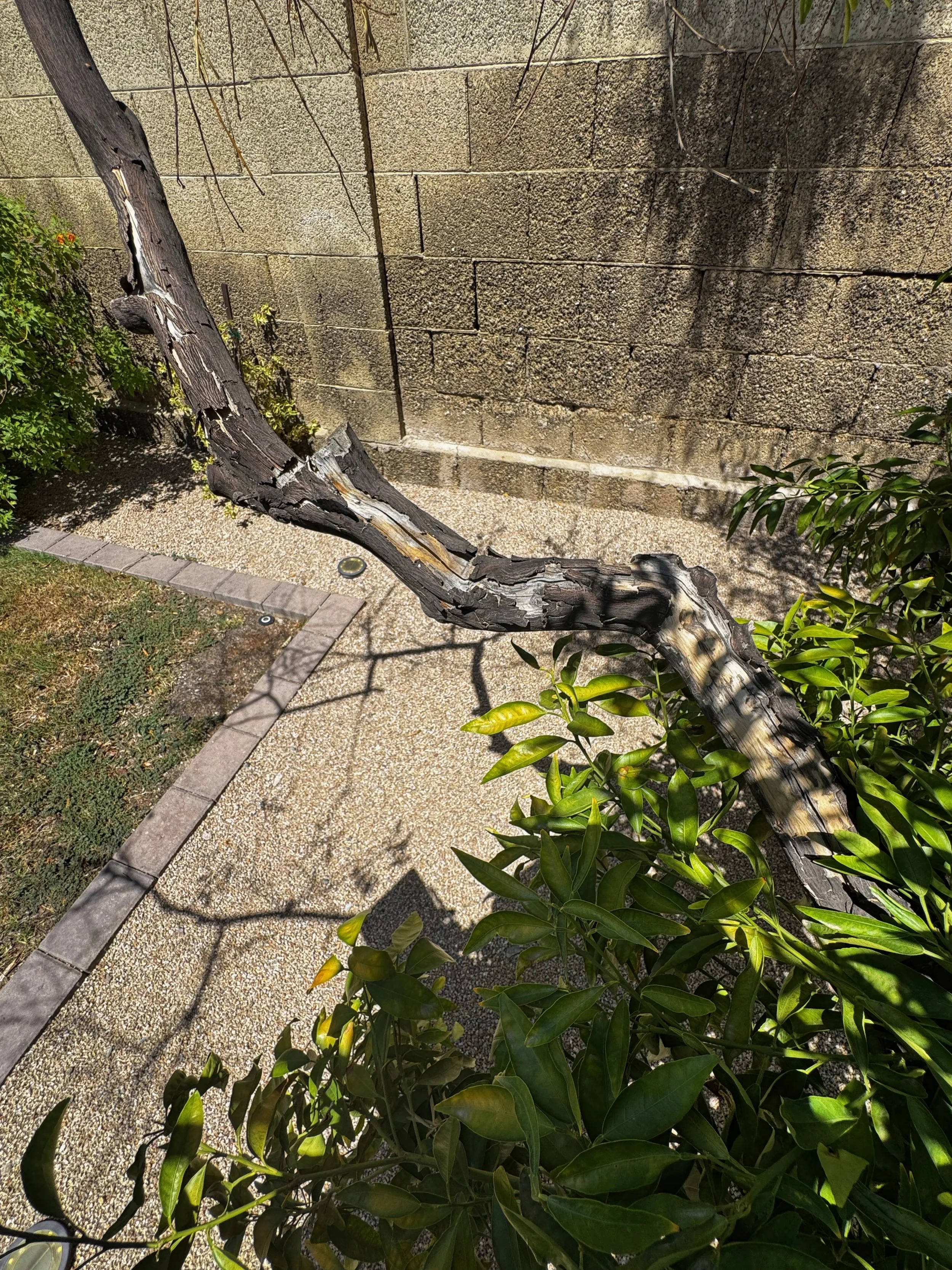 Decaying branch with sunscald damage on the bark