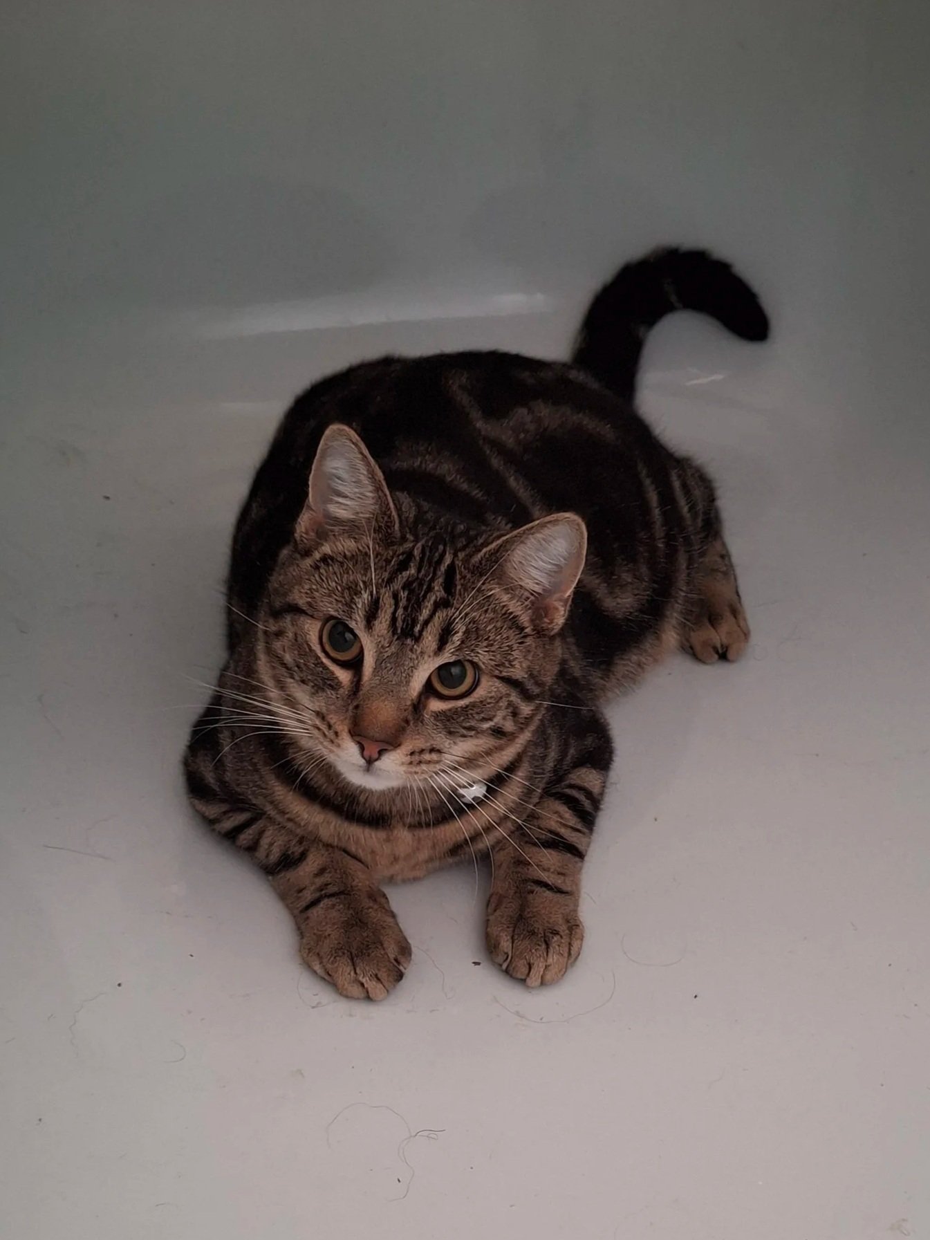 A tabby cat with a black and brown striped fur lying on a light-colored floor, looking up at the camera.