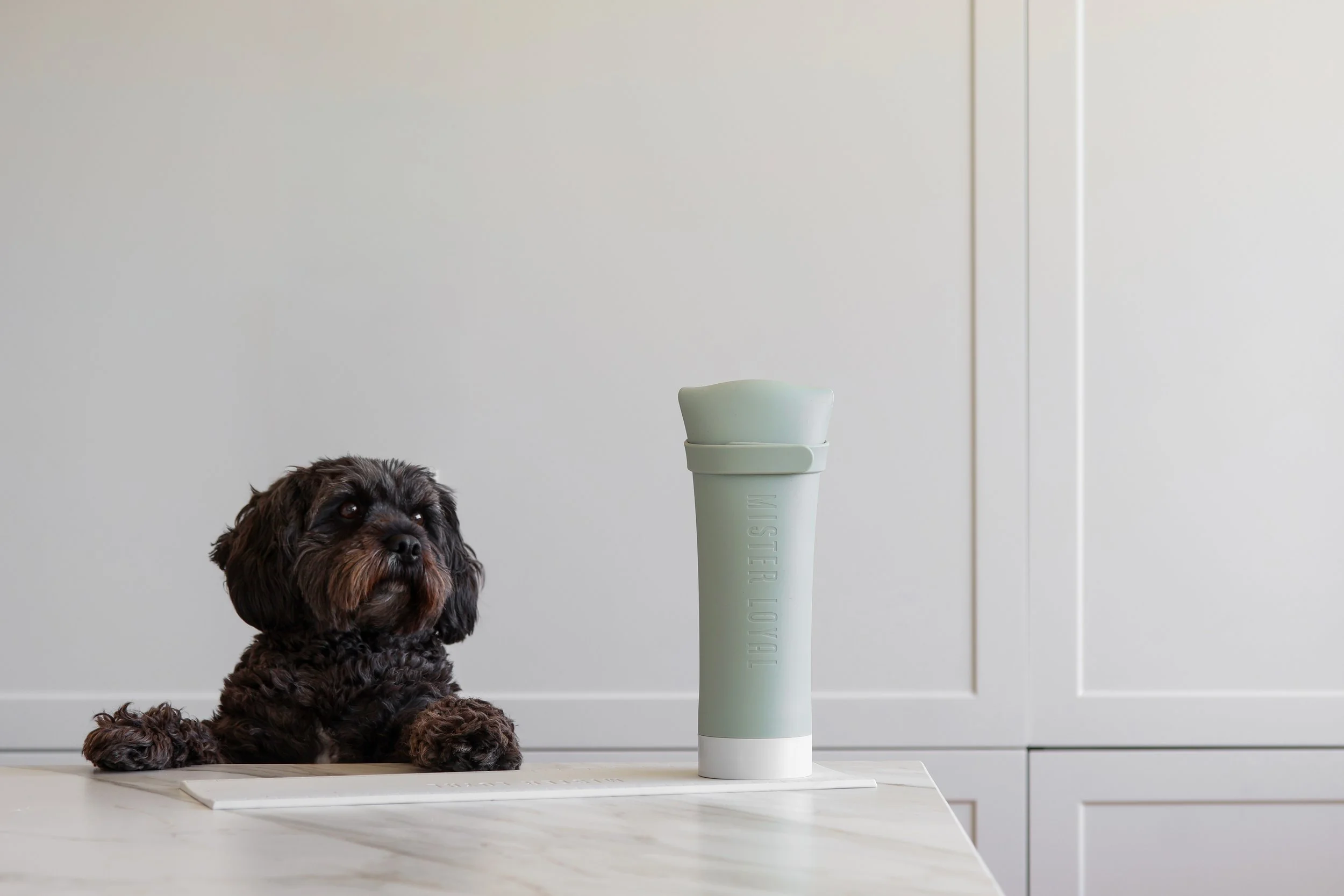 A brown, curly-haired dog lying on a white marble countertop in a kitchen. There is a tall, light green tube with a white base standing upright next to the dog. The background features a plain, off-white wall and a white cabinet door.