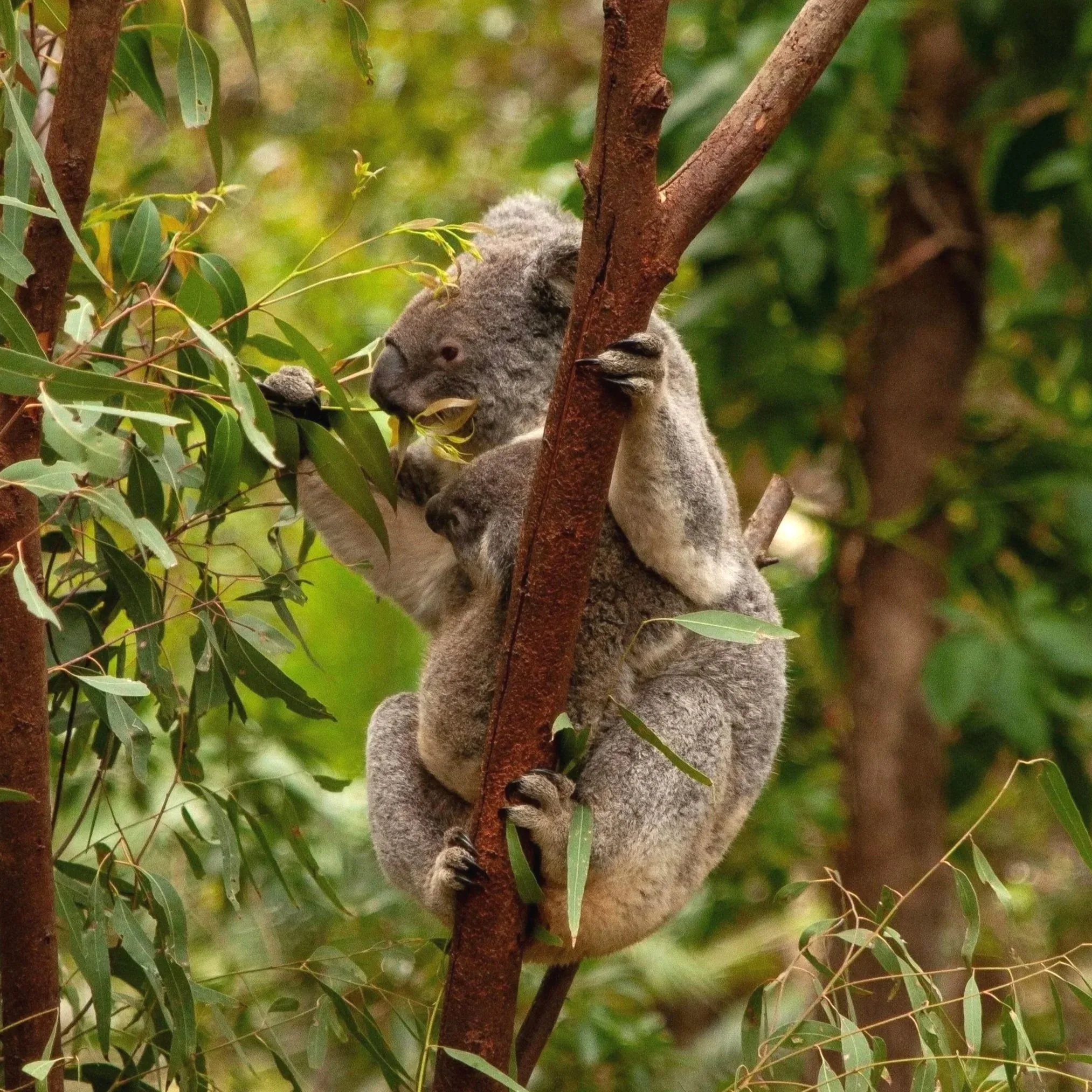 Koala clinging to a eucalyptus tree and eating leaves