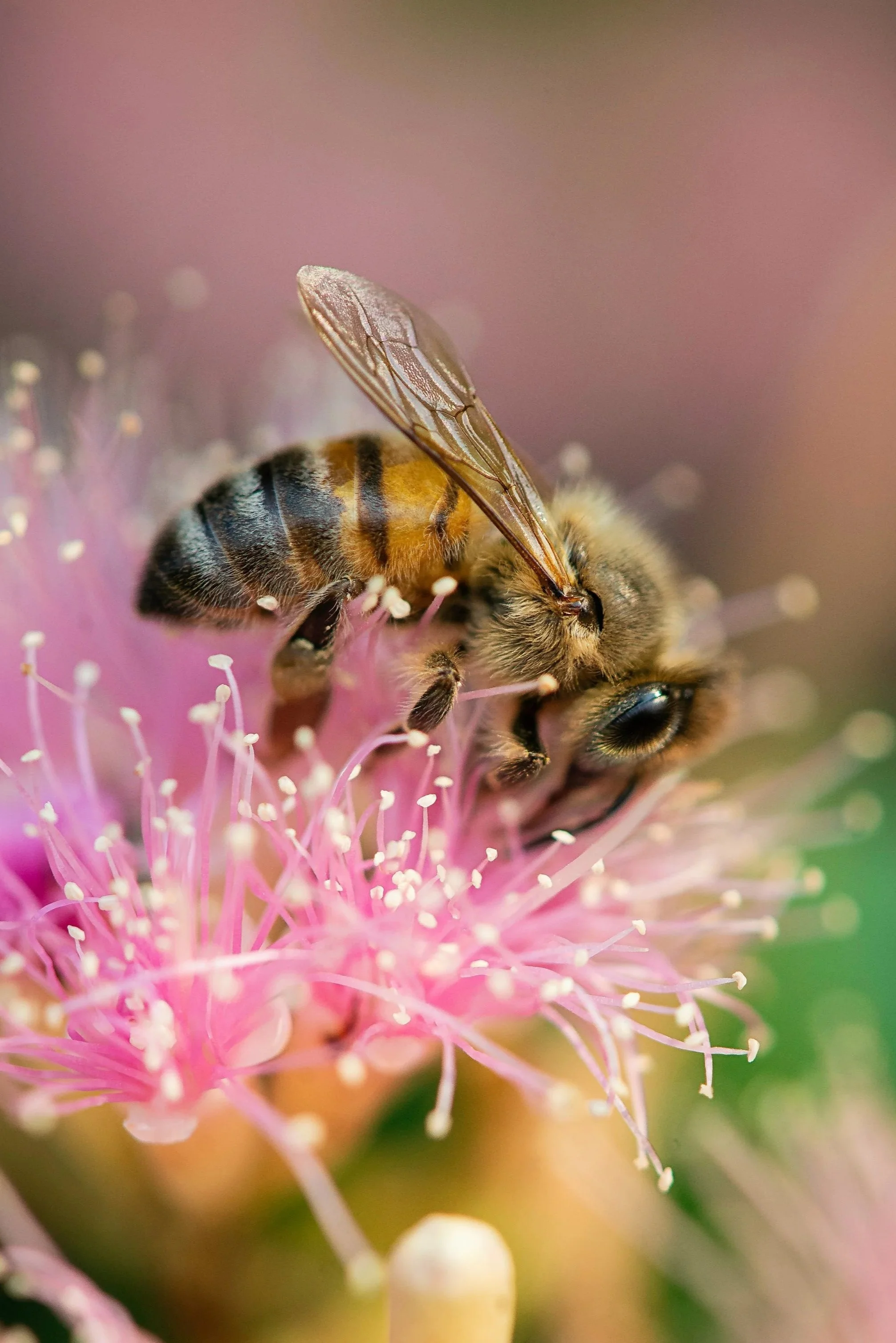 Macro photo of a fuzzy bee collecting pollen from bright pink flowers