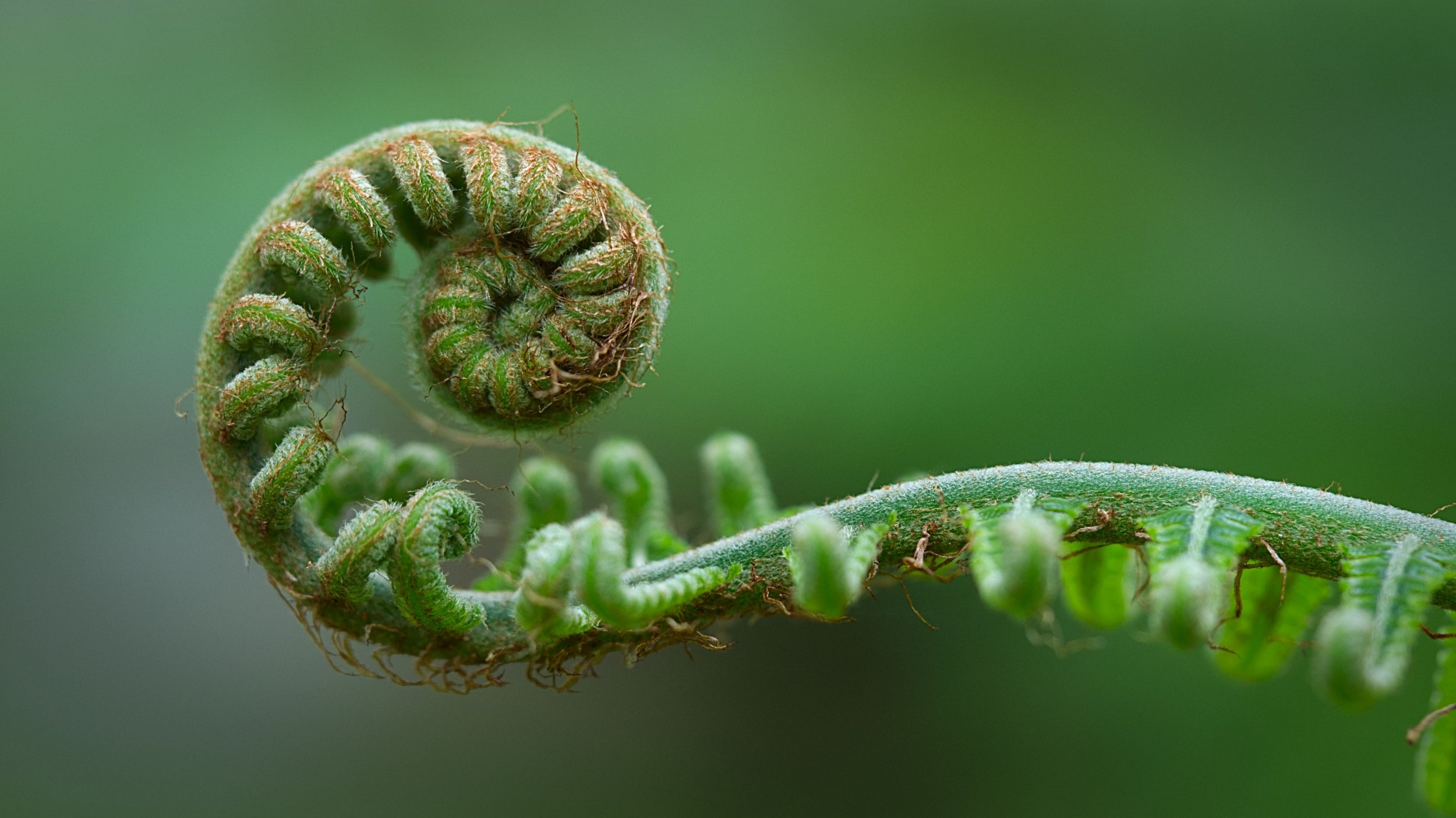Close-up of a curled fiddlehead fern with fuzzy green fronds against a blurred green background